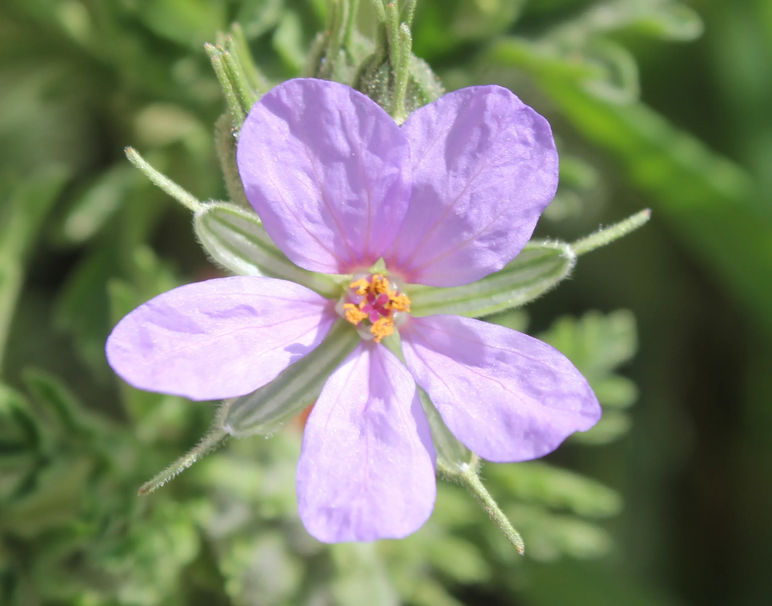 Erodium ciconium
