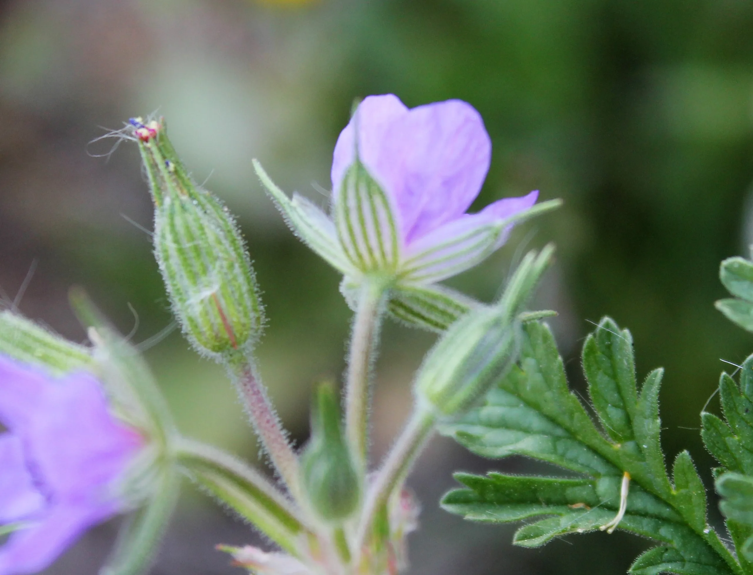 Erodium ciconium