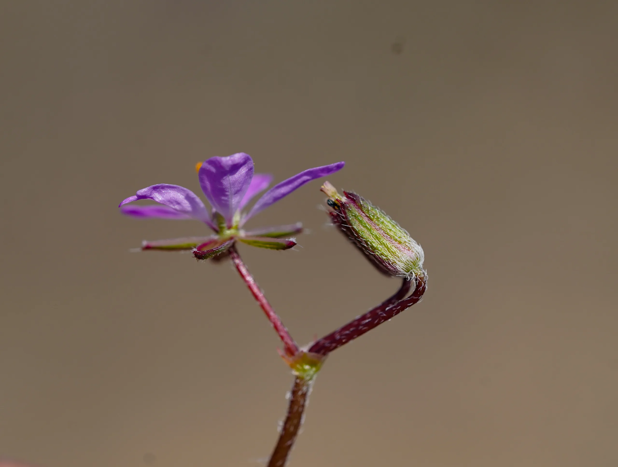 Erodium cicutarium
