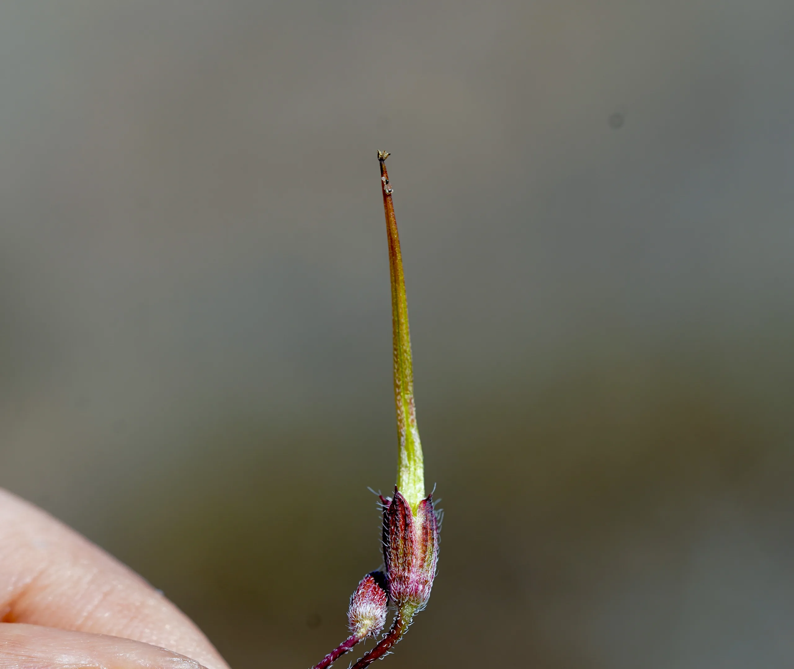 Erodium cicutarium