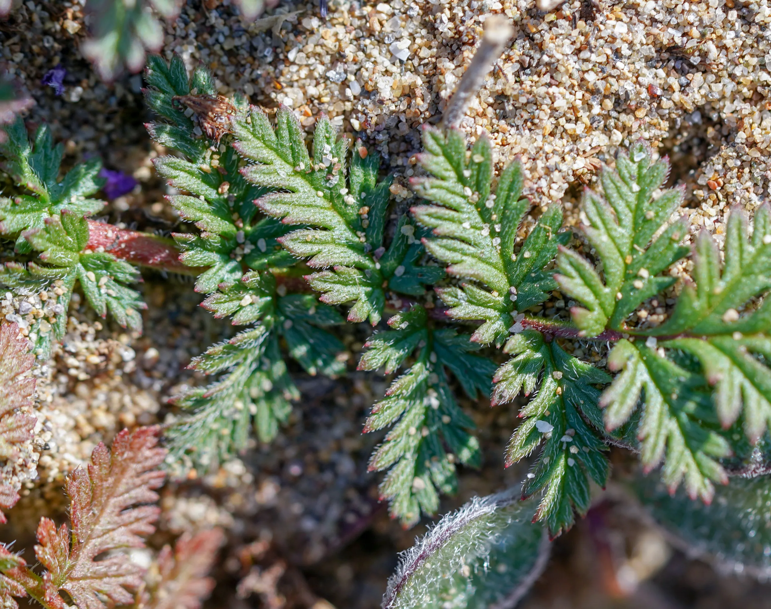 Erodium cicutarium