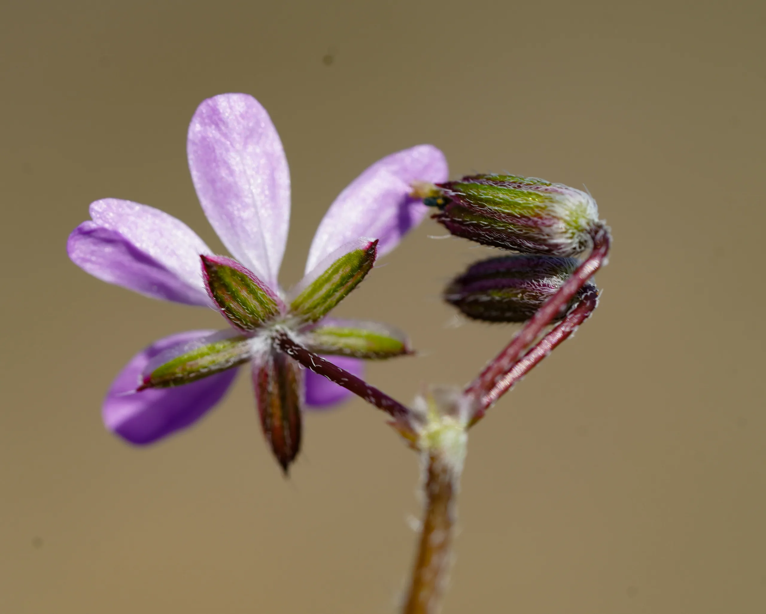 Erodium cicutarium