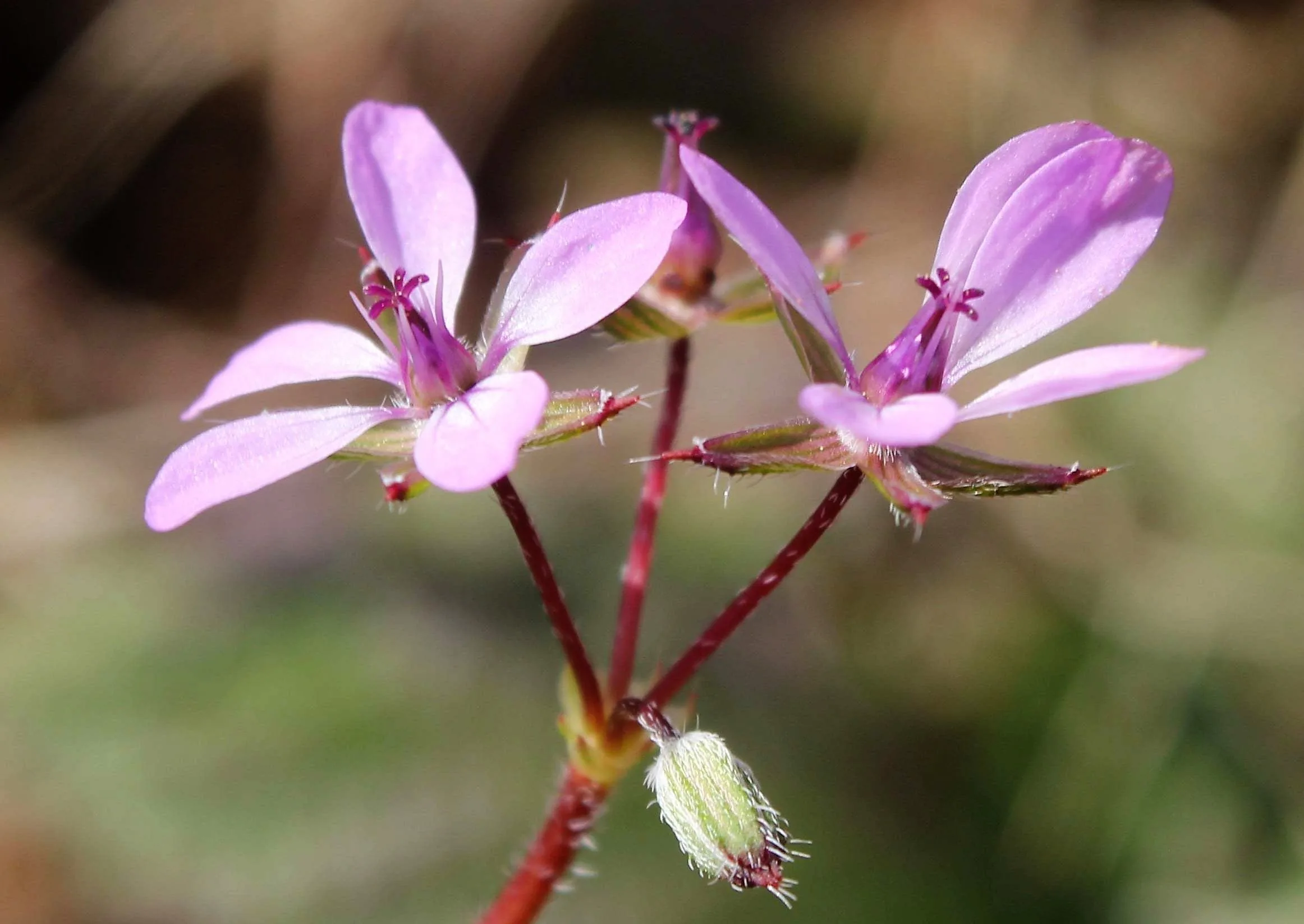 Erodium cicutarium