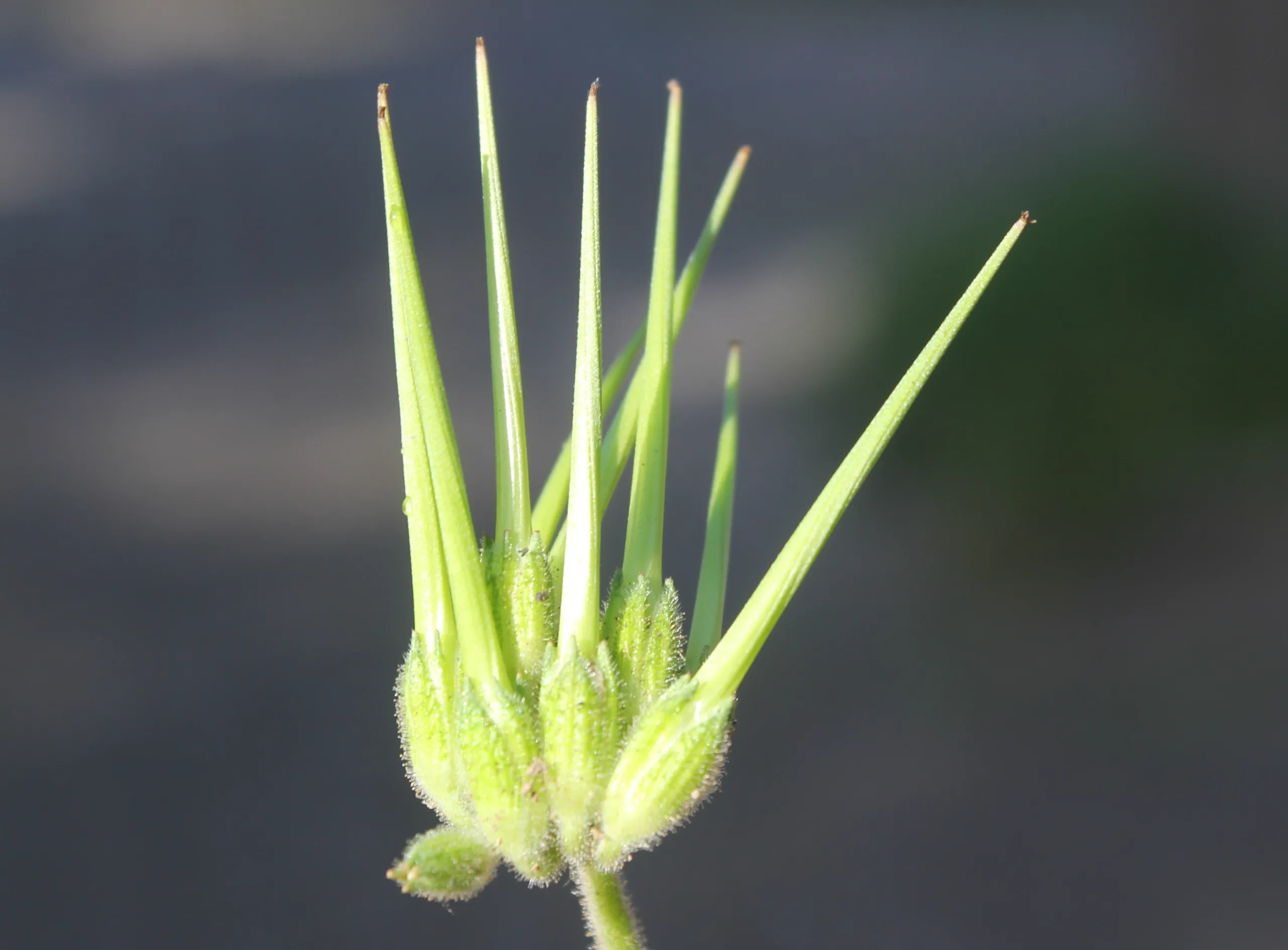 Erodium moschatum