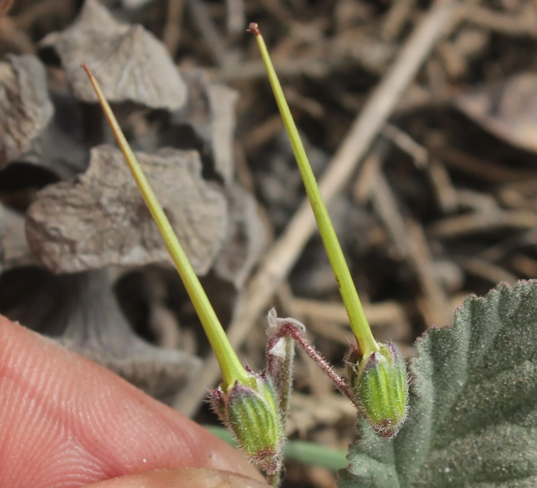Erodium moschatum