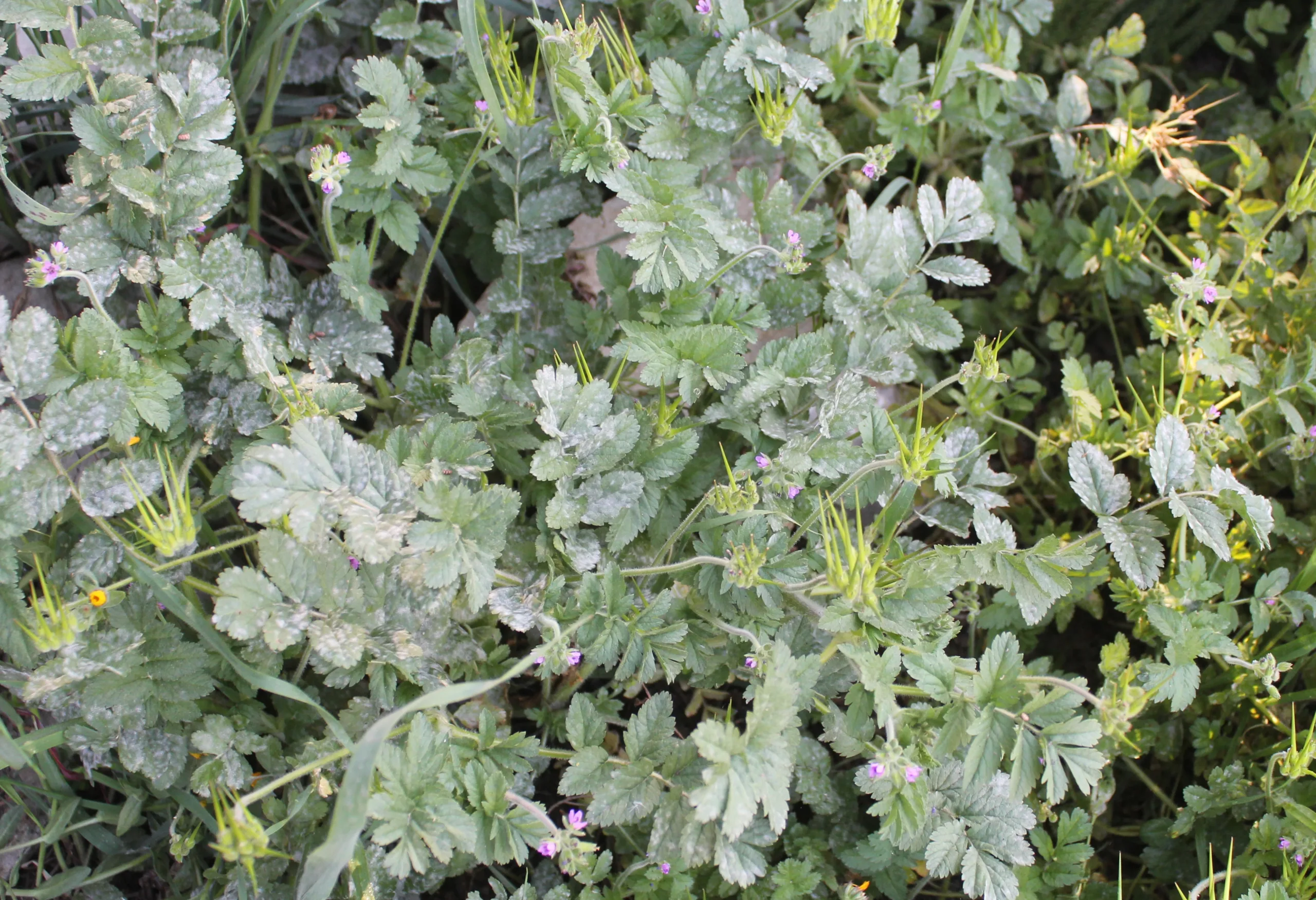 Erodium moschatum