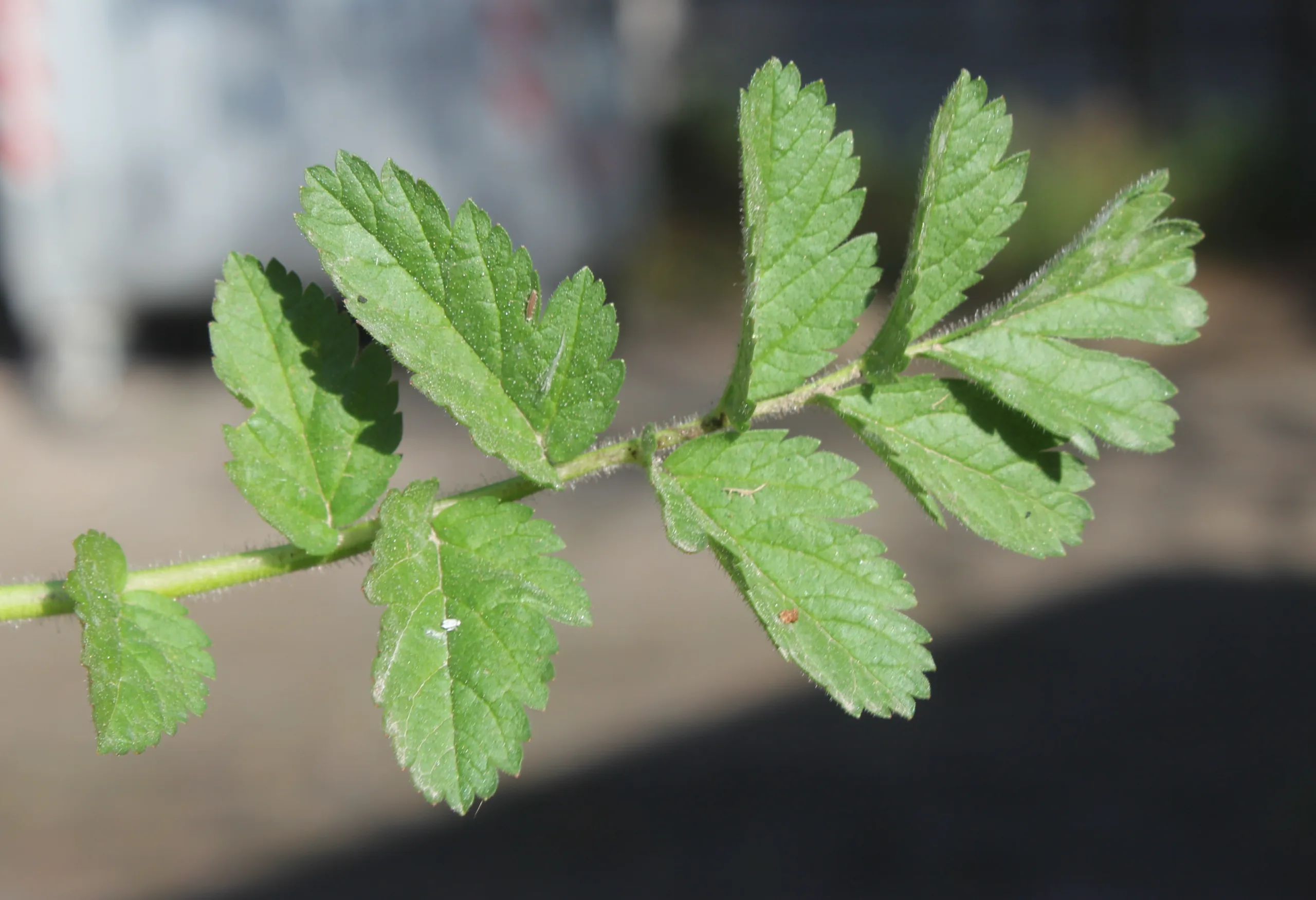 Erodium moschatum