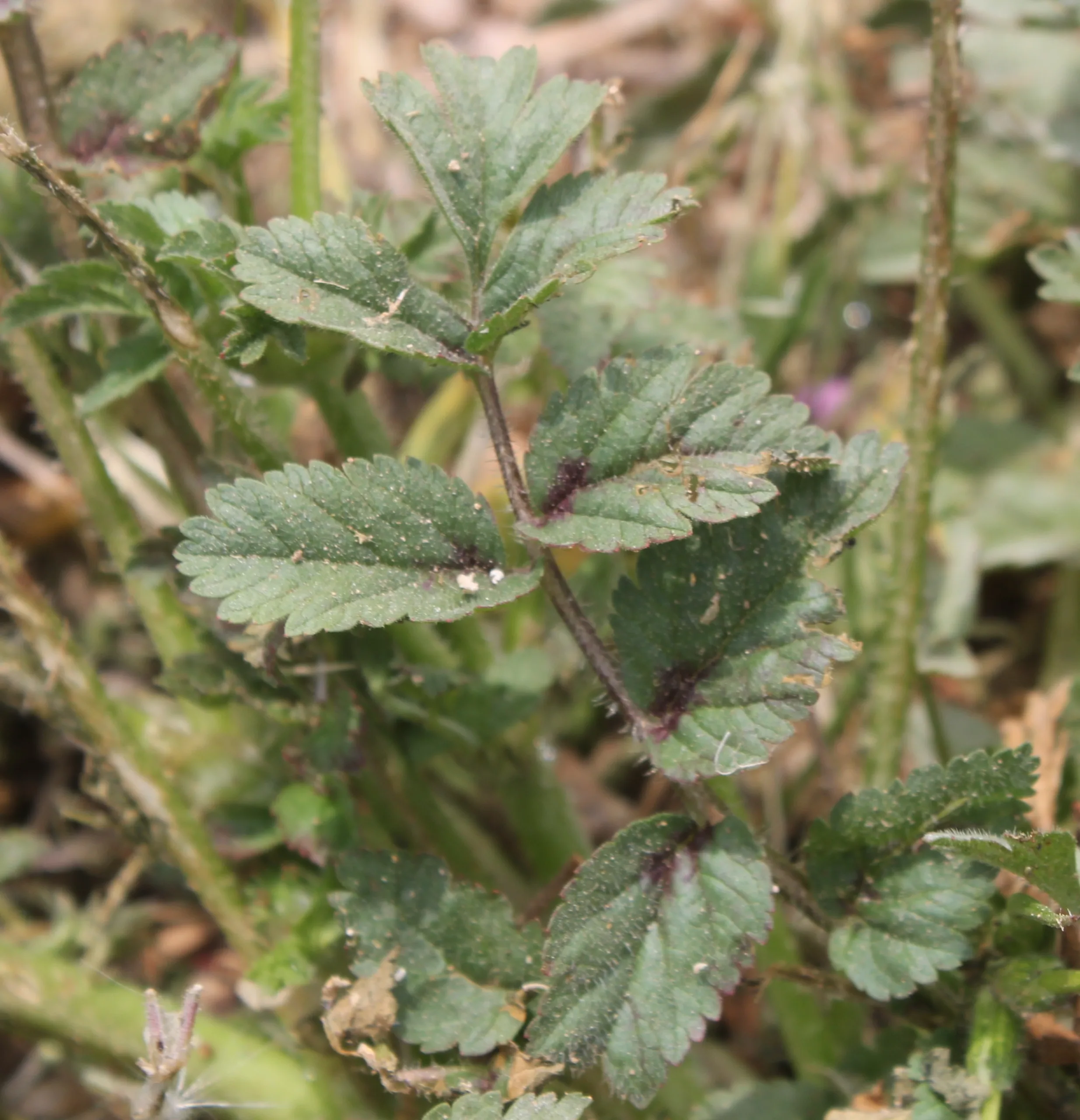 Erodium moschatum