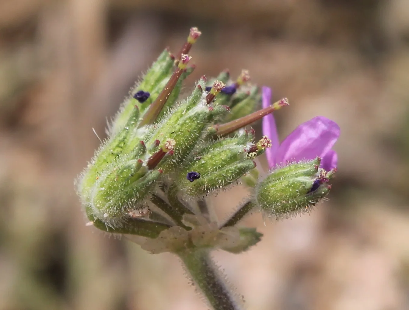 Erodium moschatum