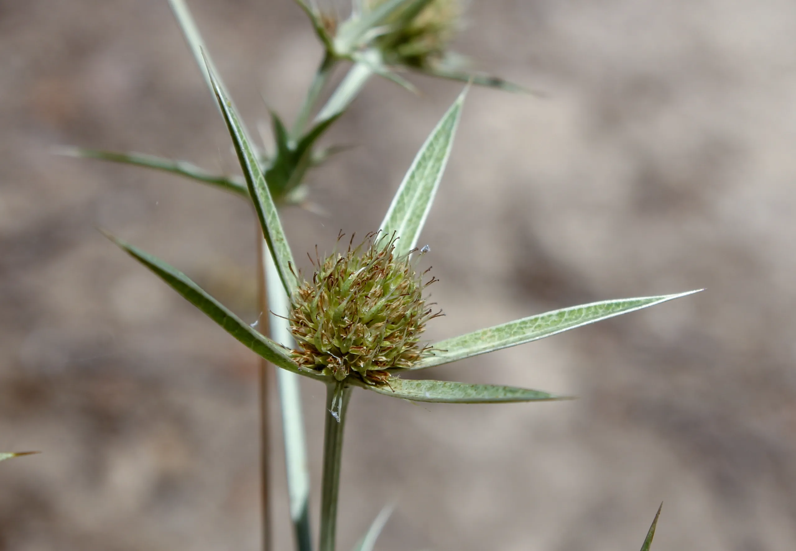 Eryngium campestre
