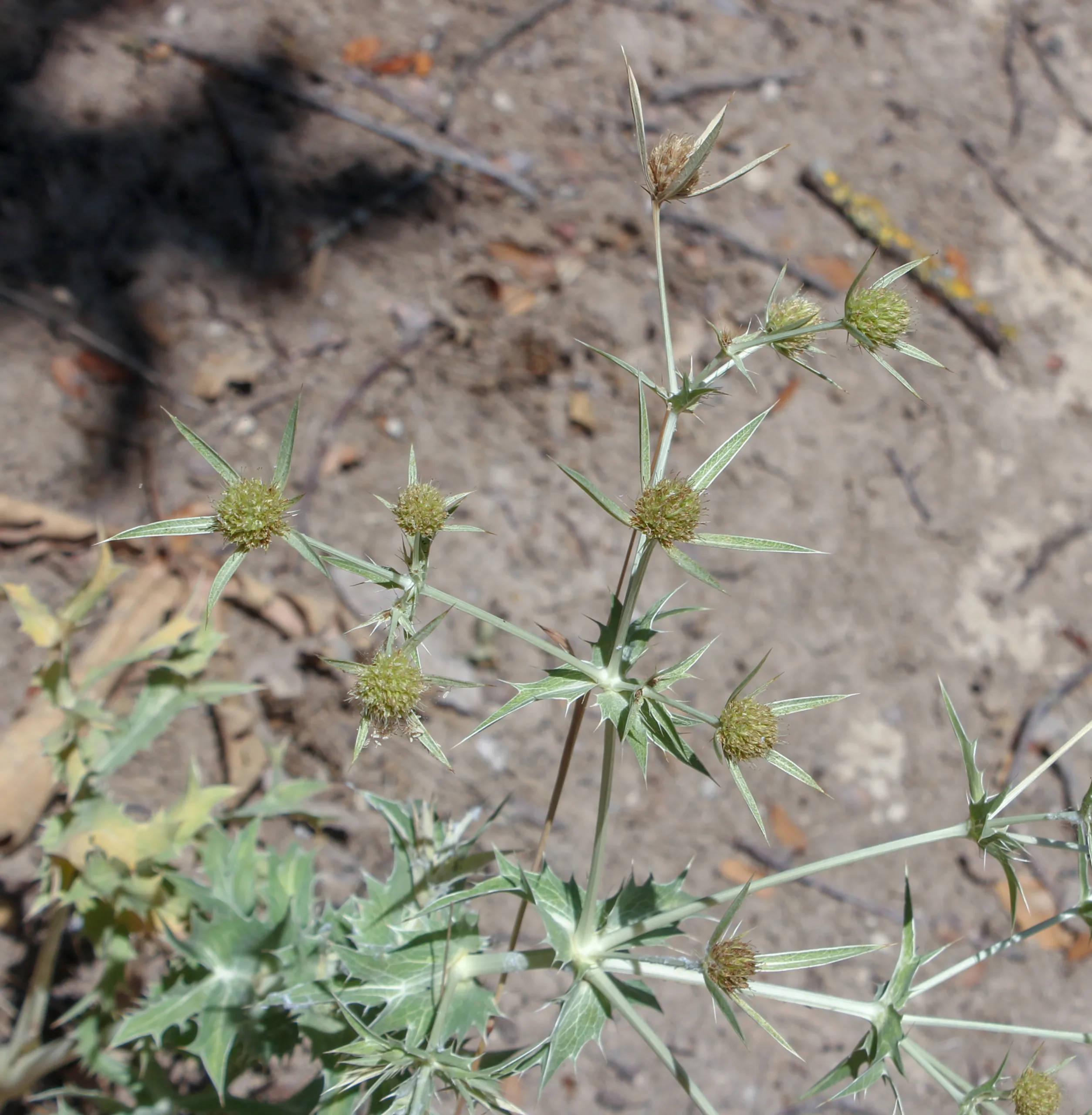 Eryngium campestre
