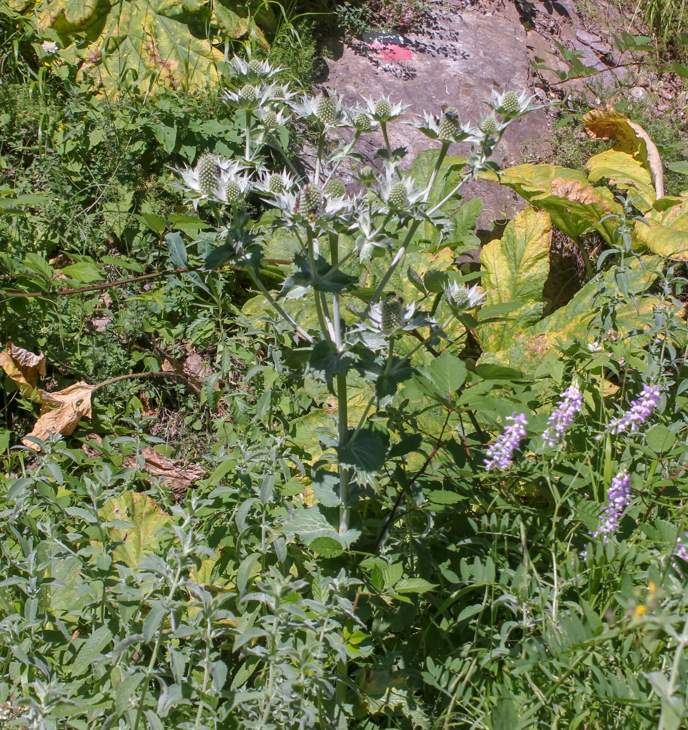 Eryngium giganteum