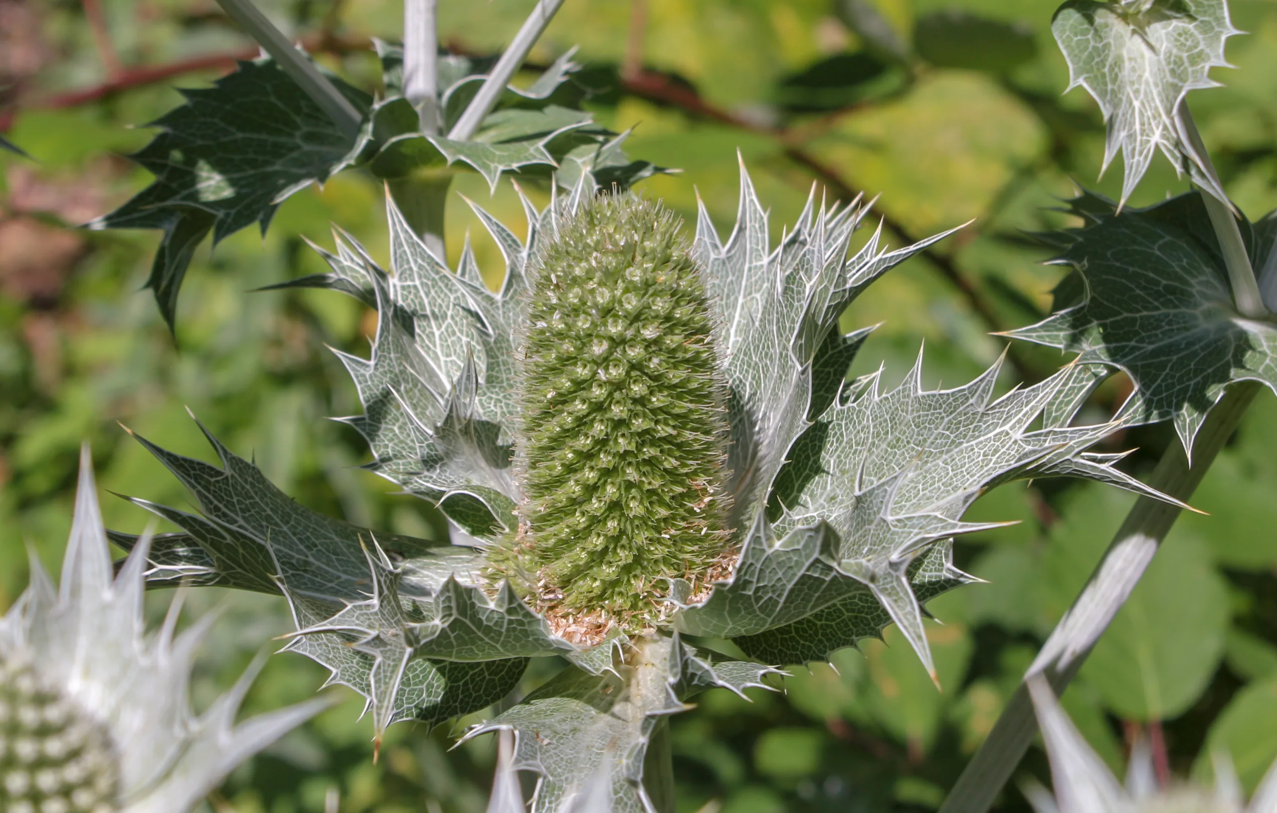 Eryngium giganteum