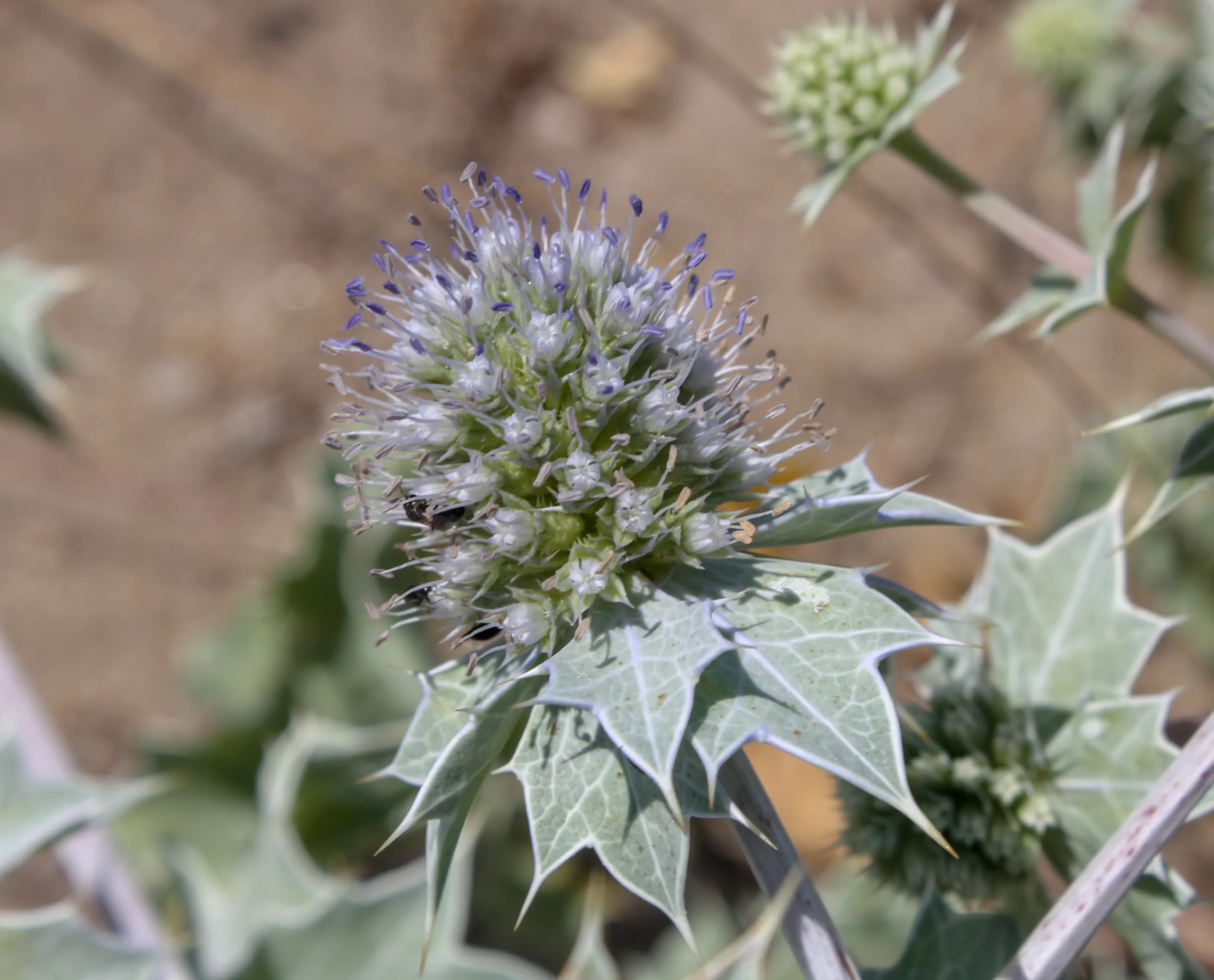 Eryngium maritimum