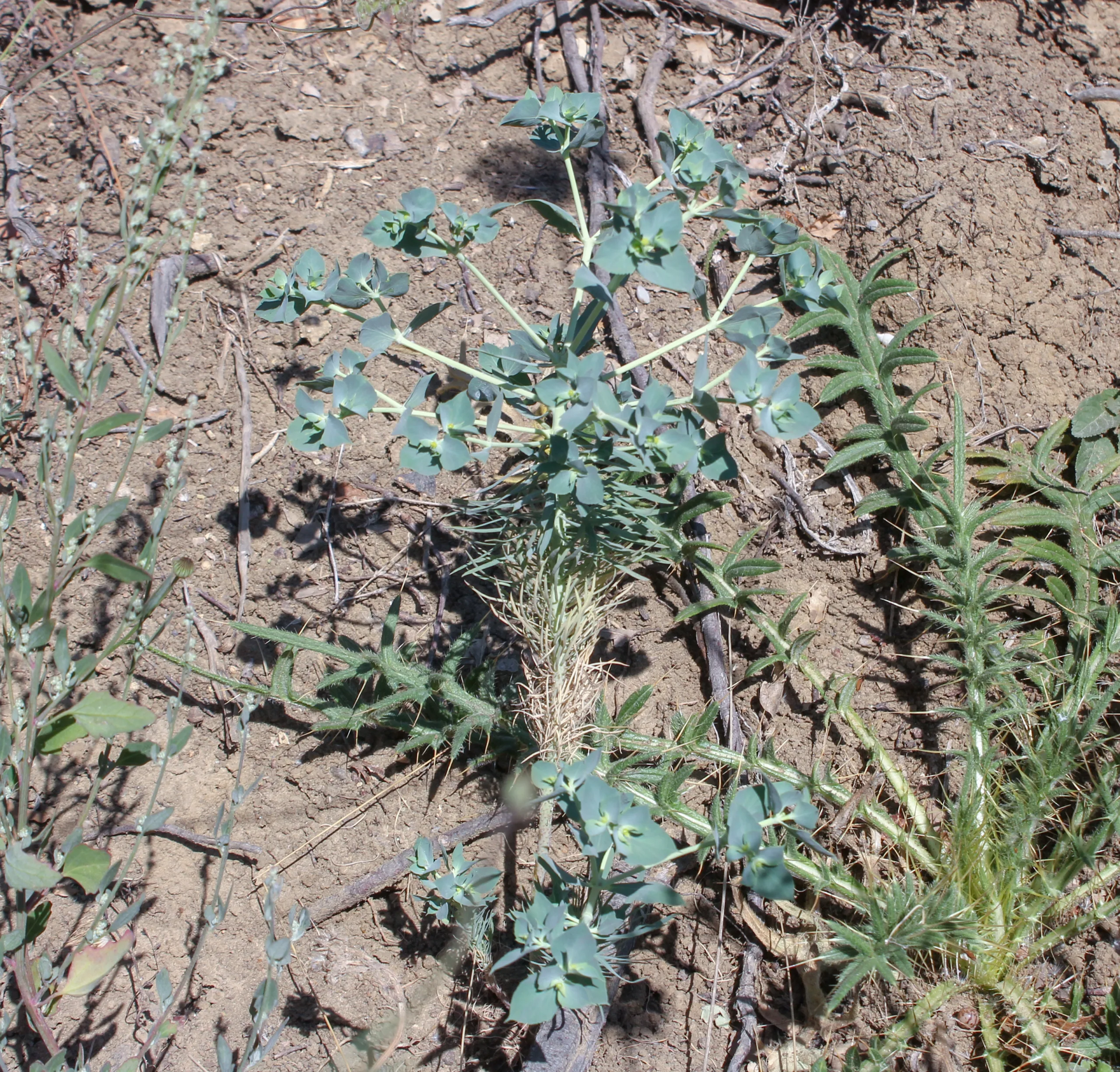 Euphorbia aleppica