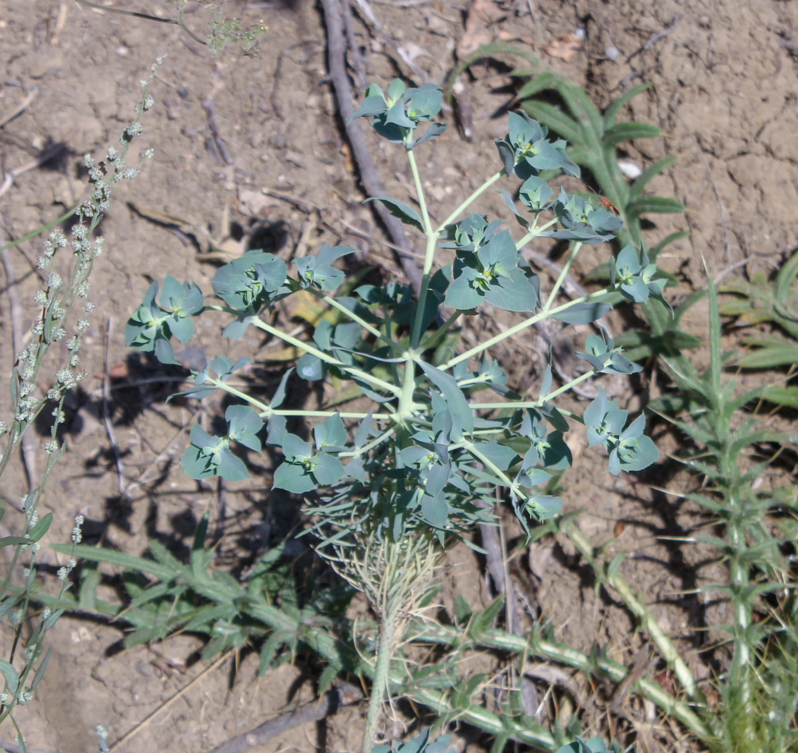 Euphorbia aleppica