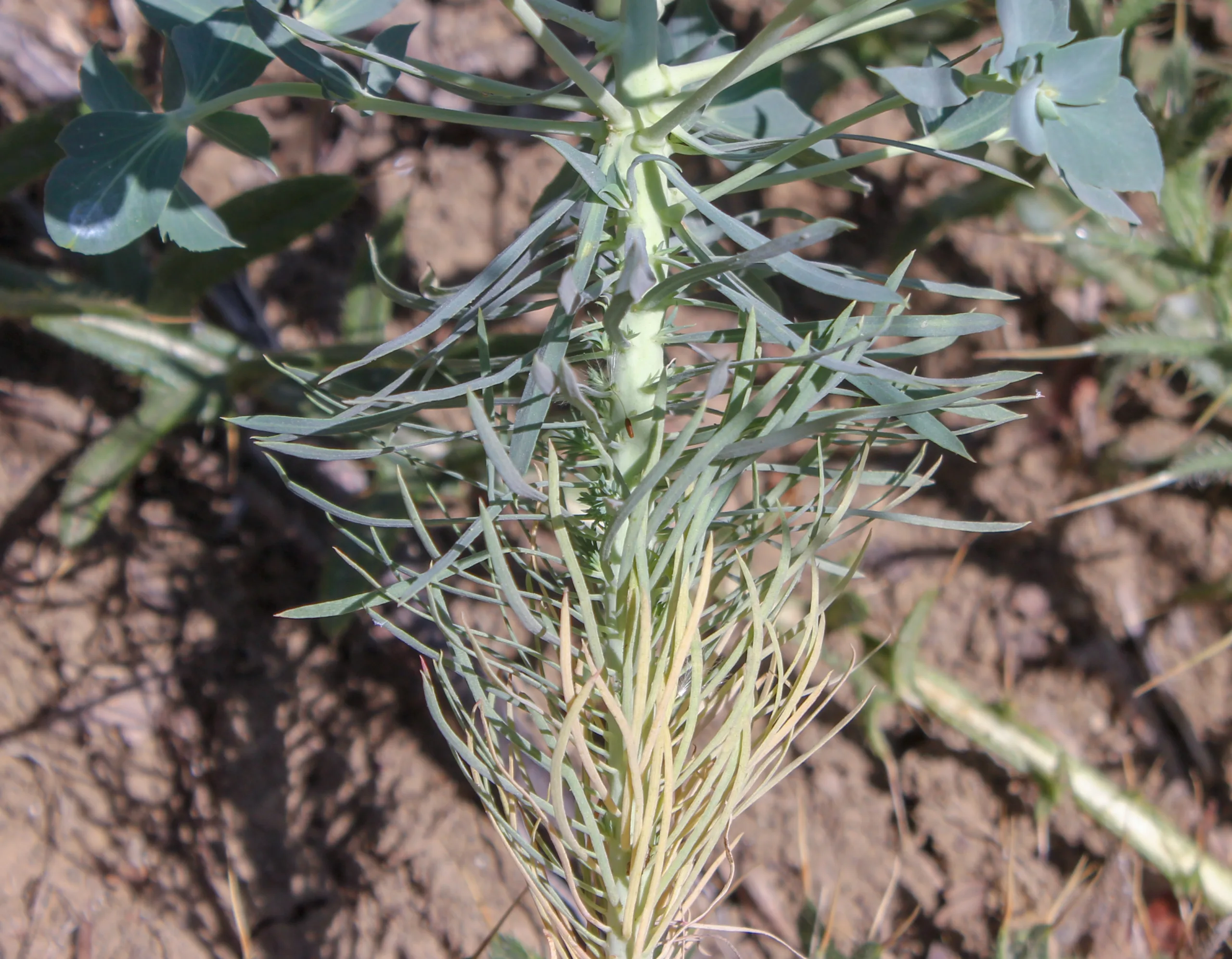 Euphorbia aleppica