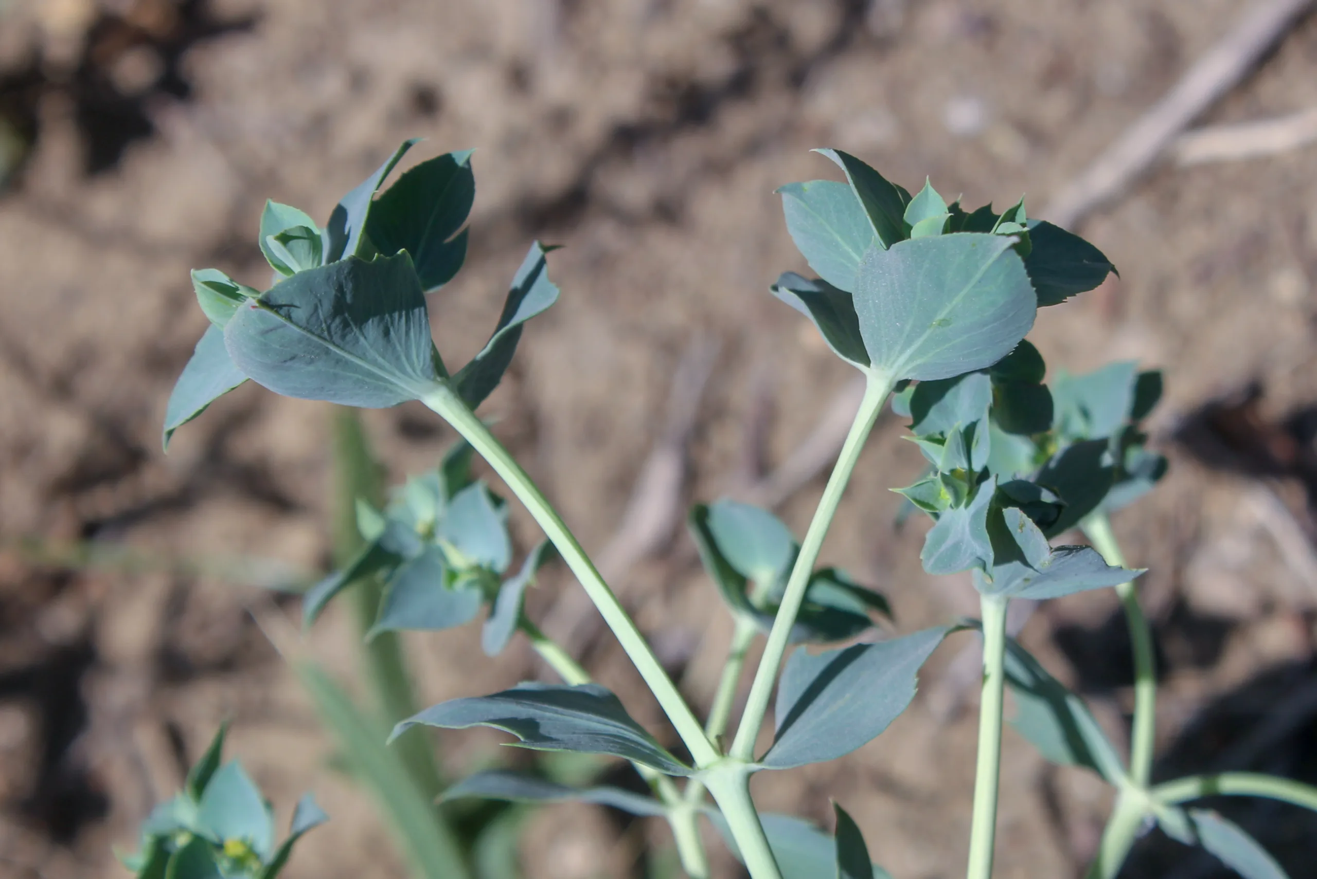 Euphorbia aleppica