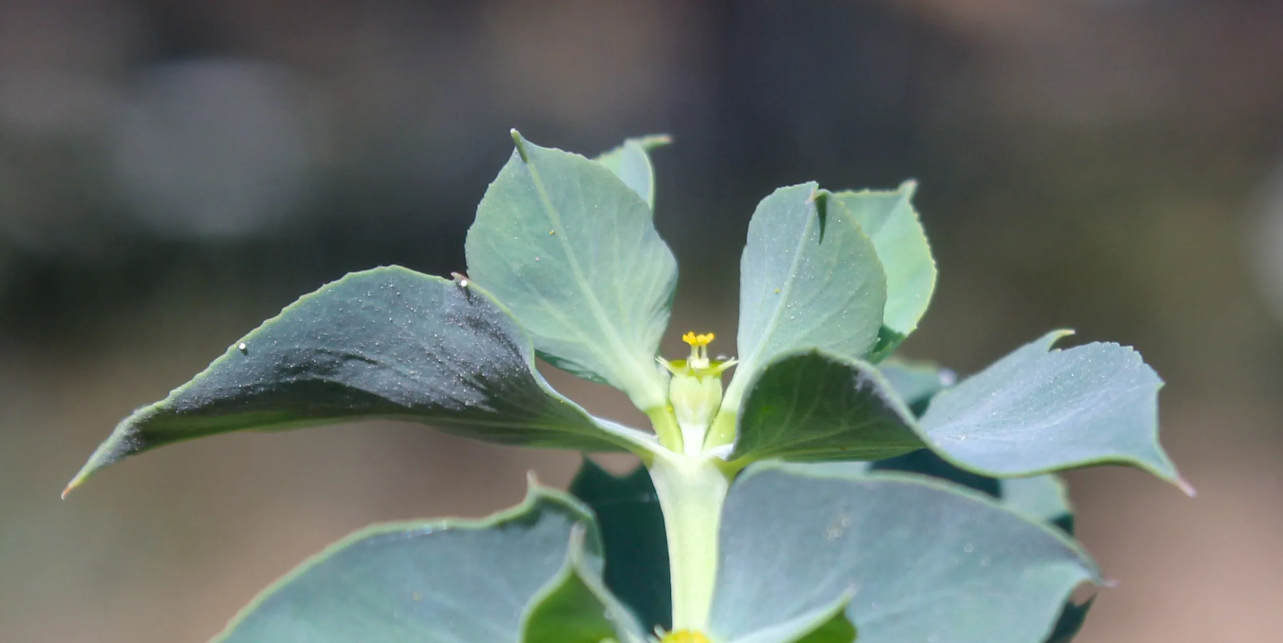 Euphorbia aleppica