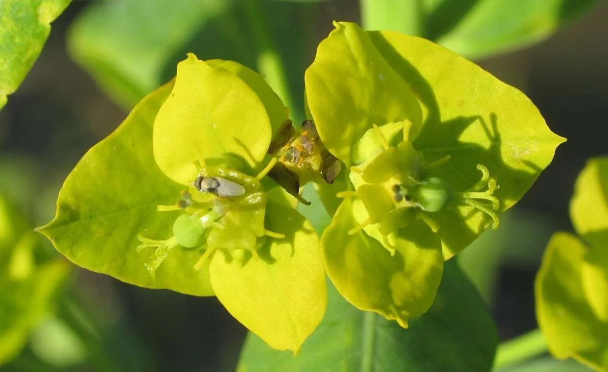 Euphorbia lucida (Parlak sütleğen)