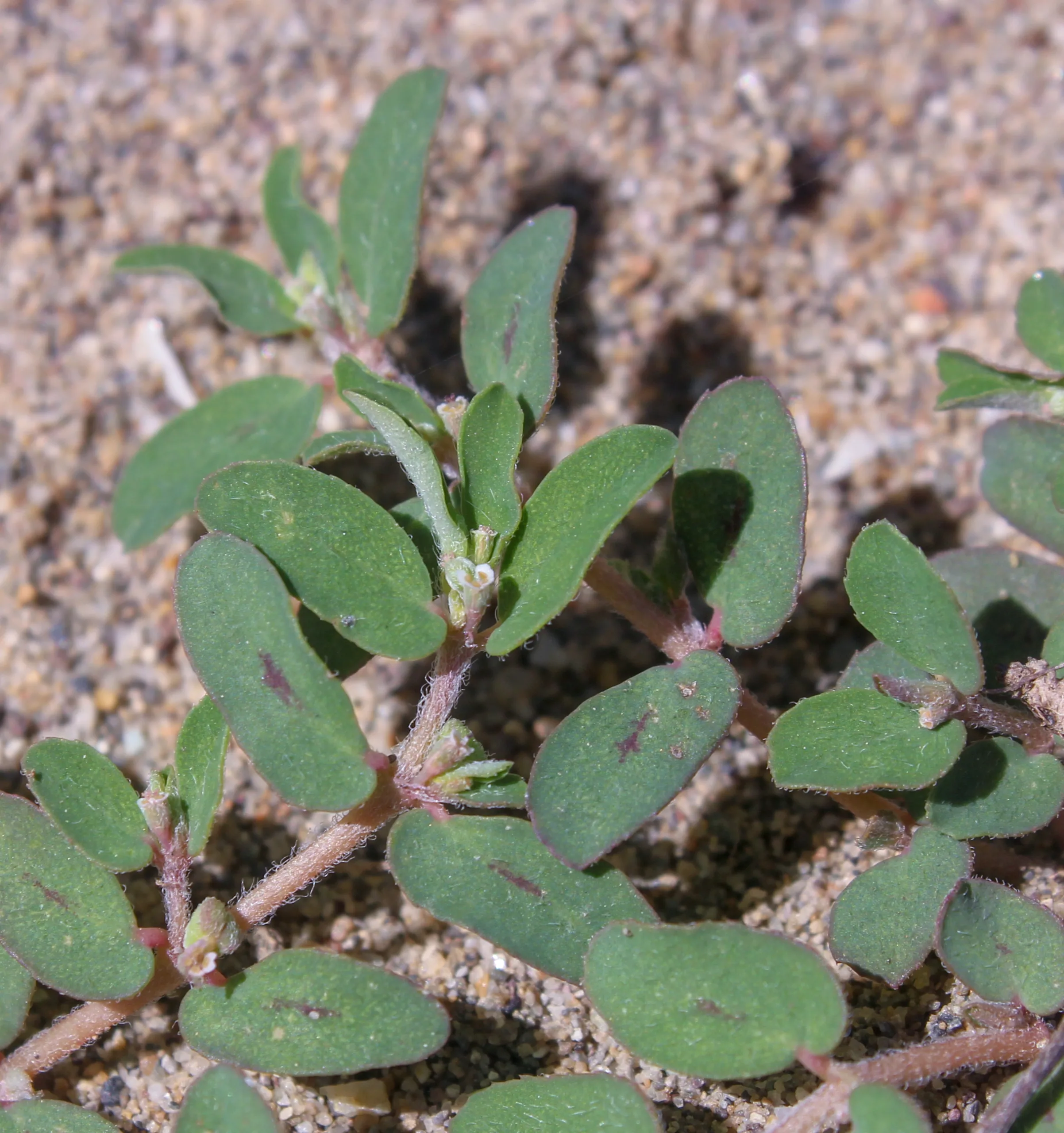 Euphorbia maculata