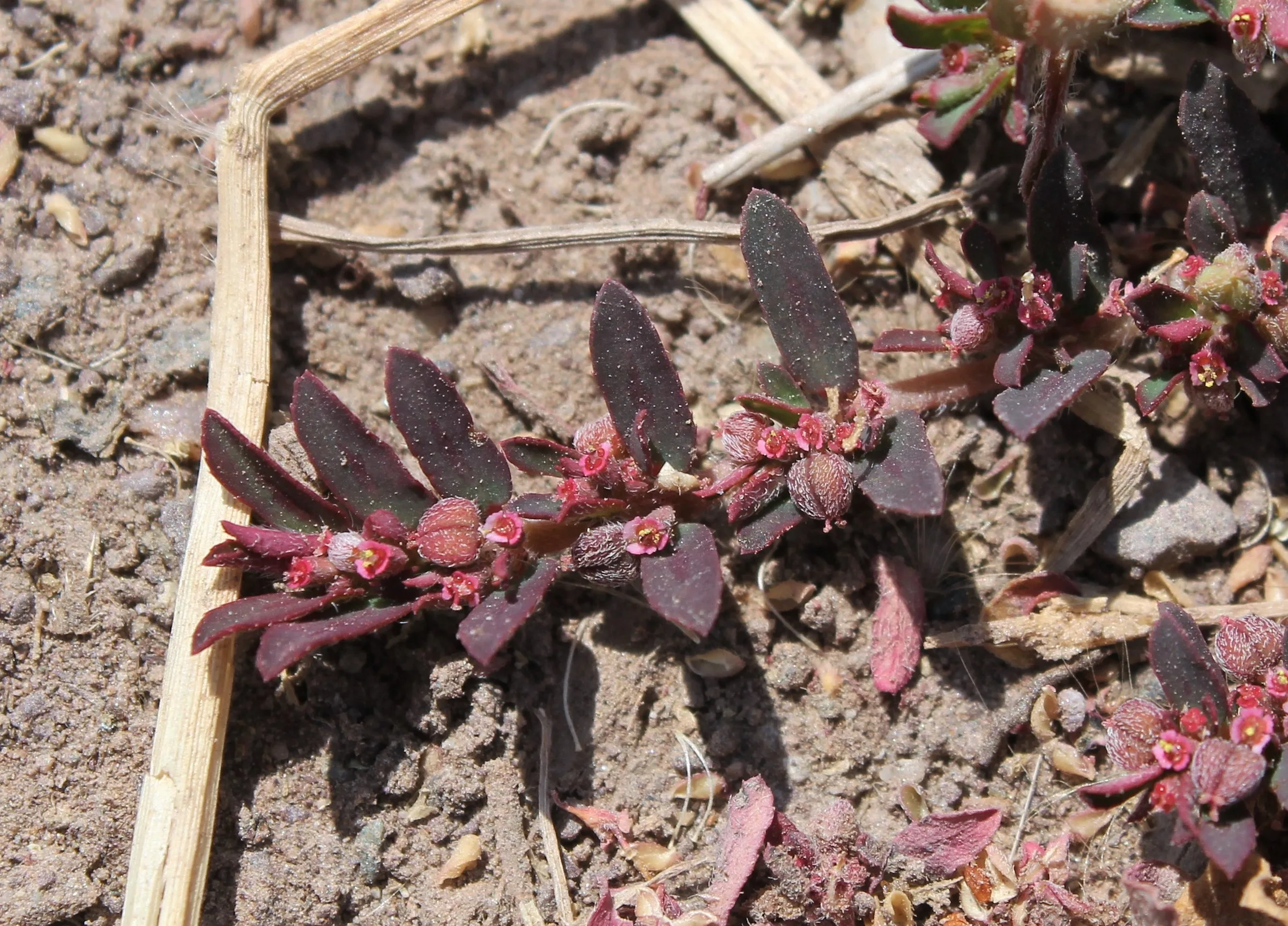 Euphorbia maculata
