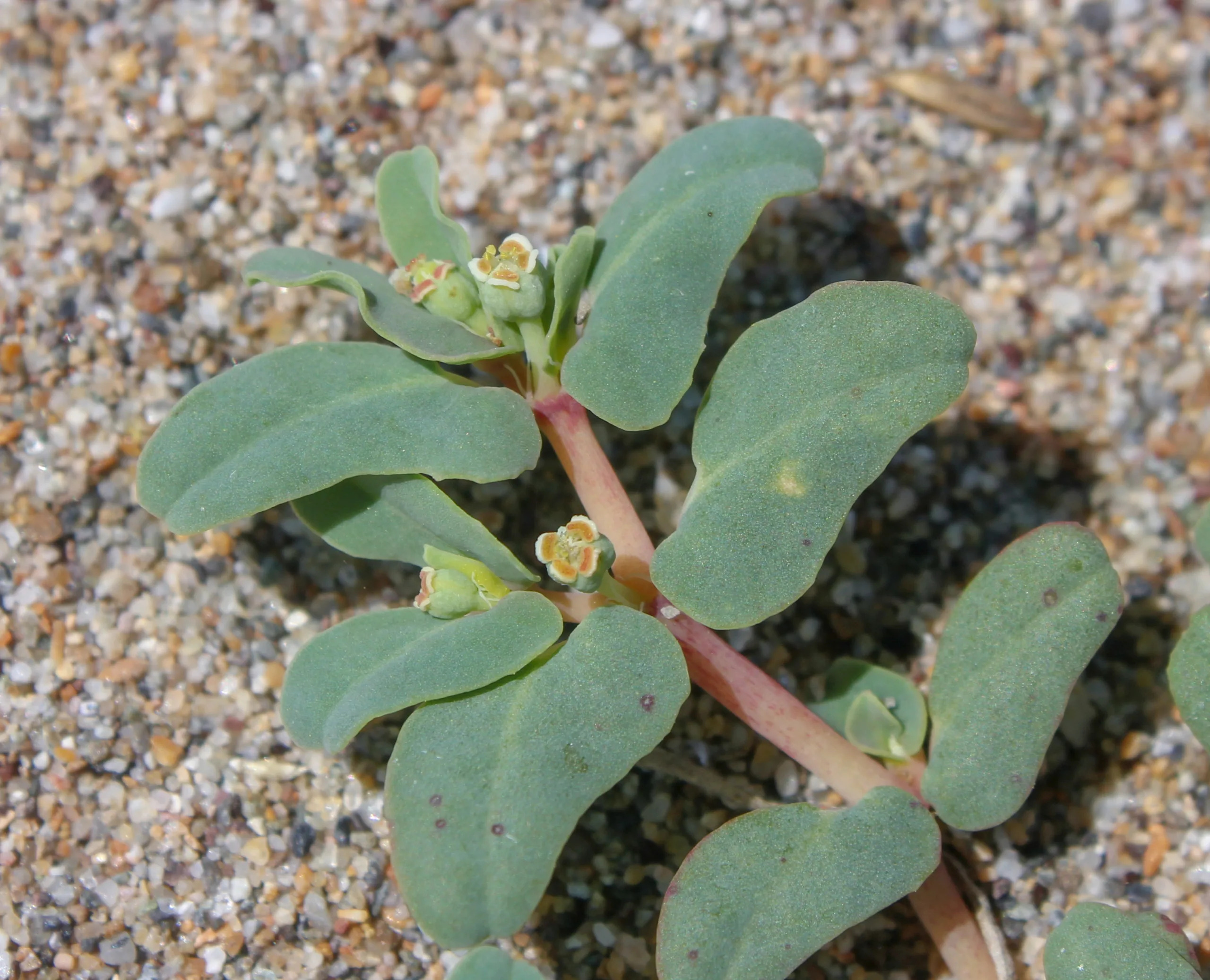 Euphorbia peplis