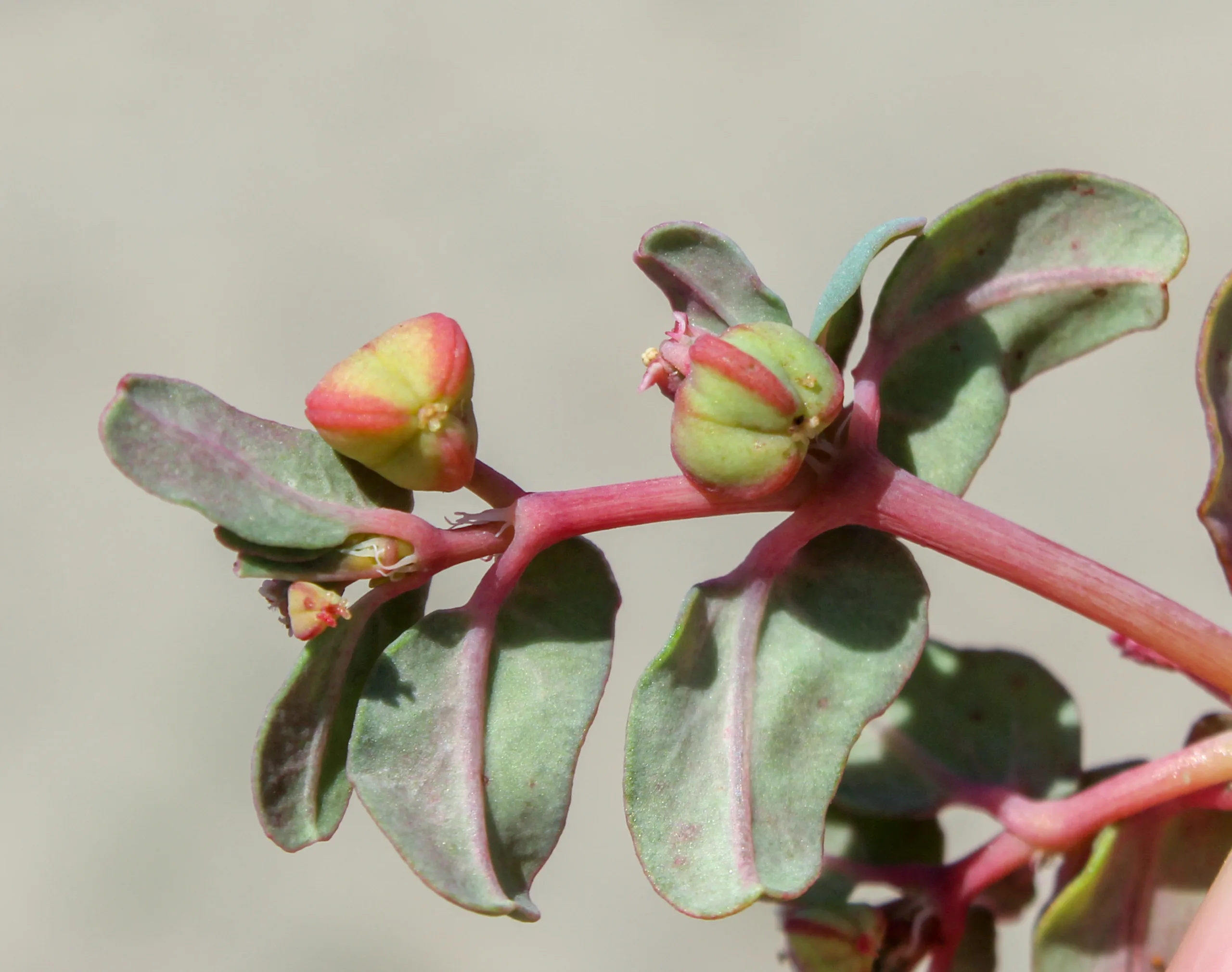 Euphorbia peplis