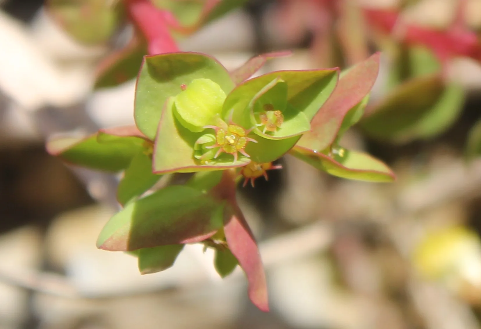 Euphorbia peplus