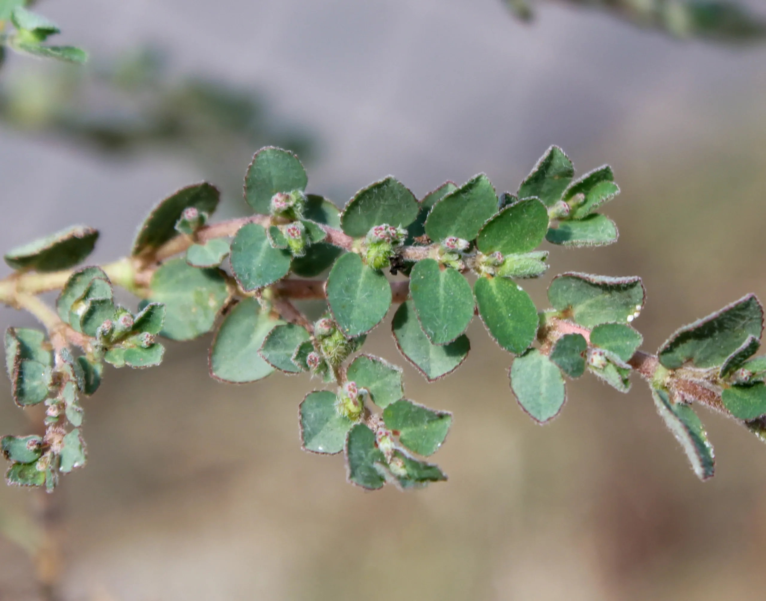 Euphorbia prostrata (Yayık sütleğen)