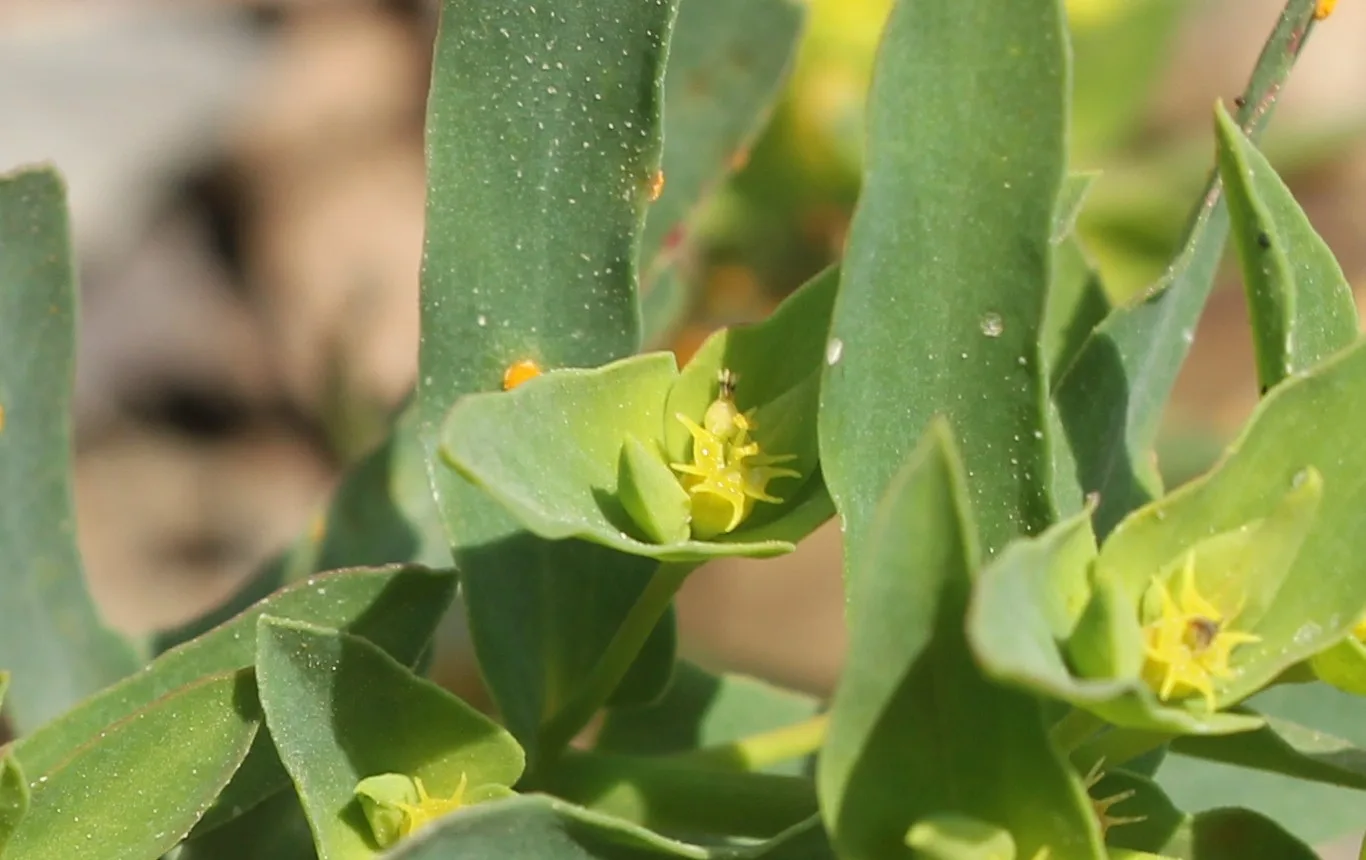 Euphorbia taurinensis