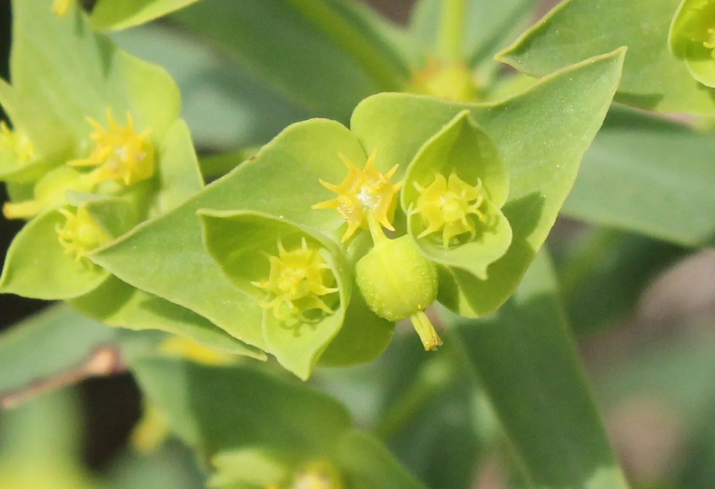 Euphorbia taurinensis