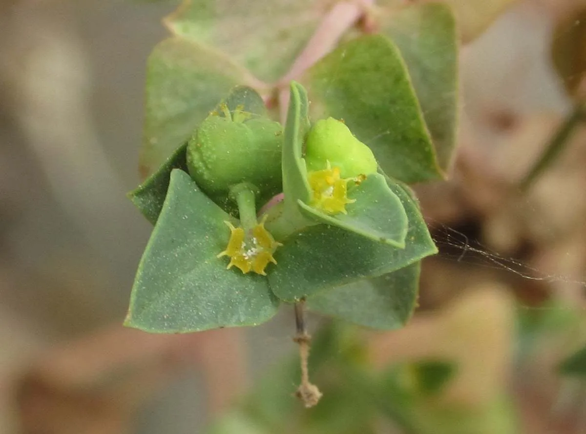 Euphorbia taurinensis