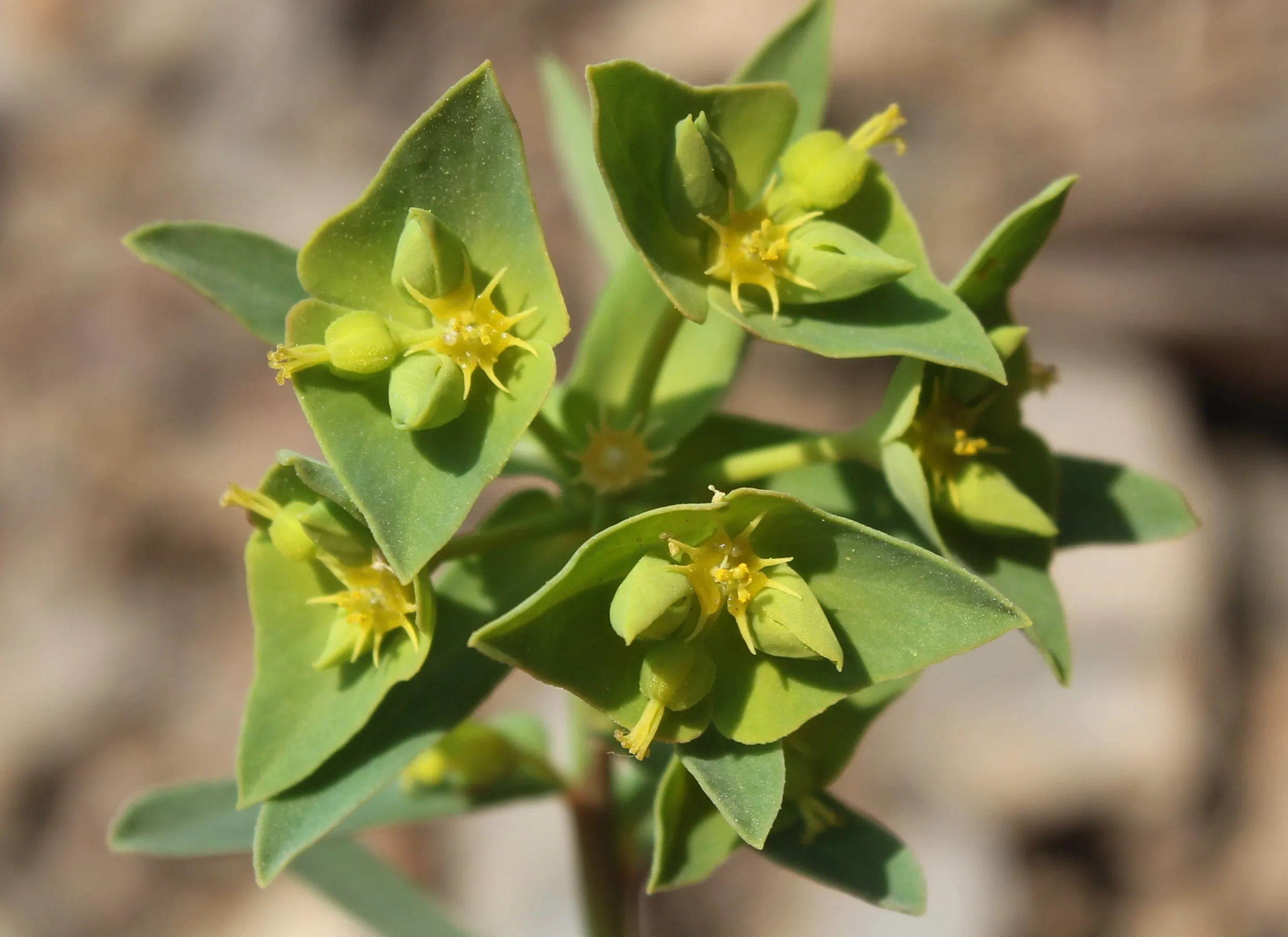 Euphorbia taurinensis