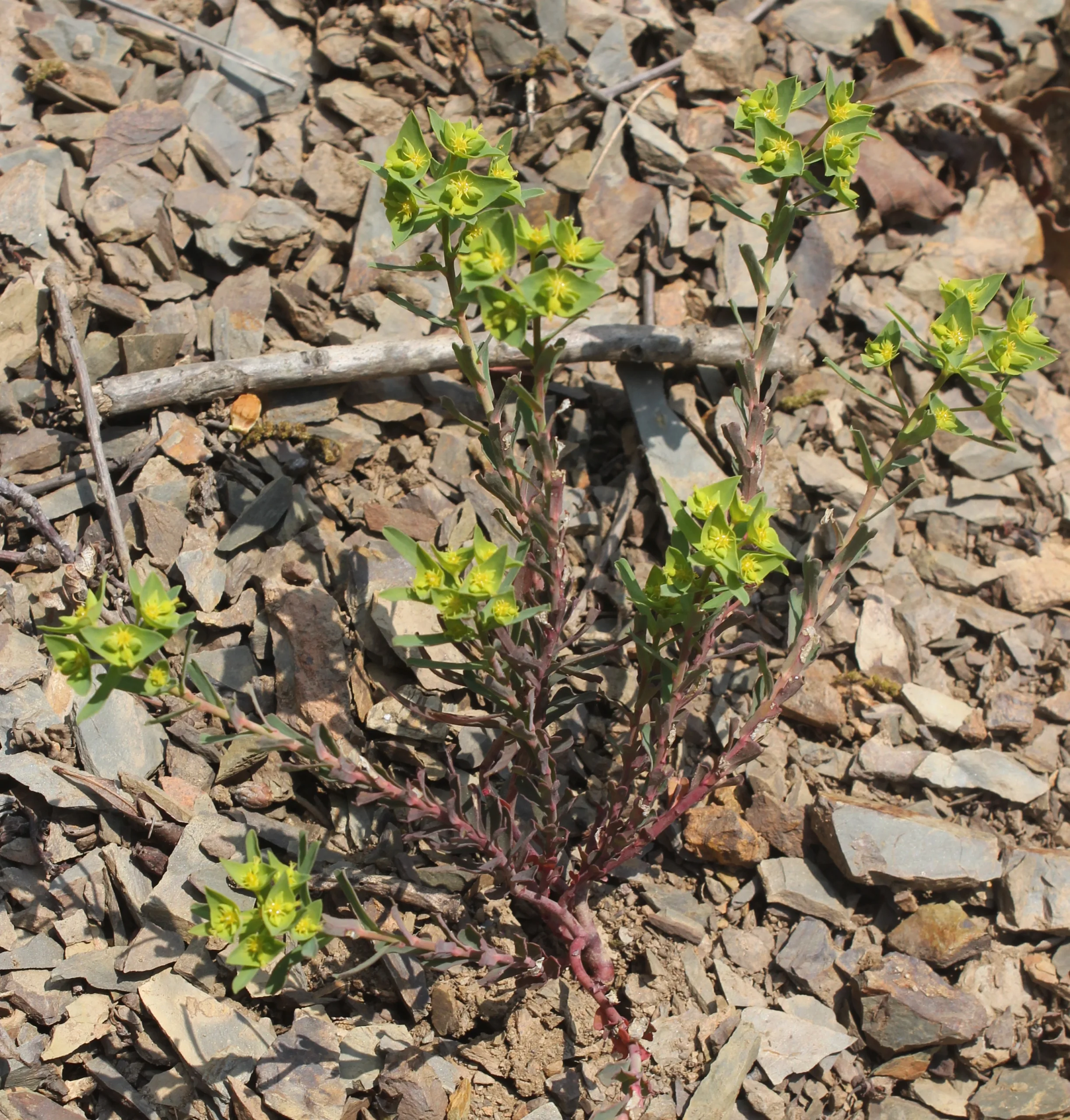 Euphorbia taurinensis