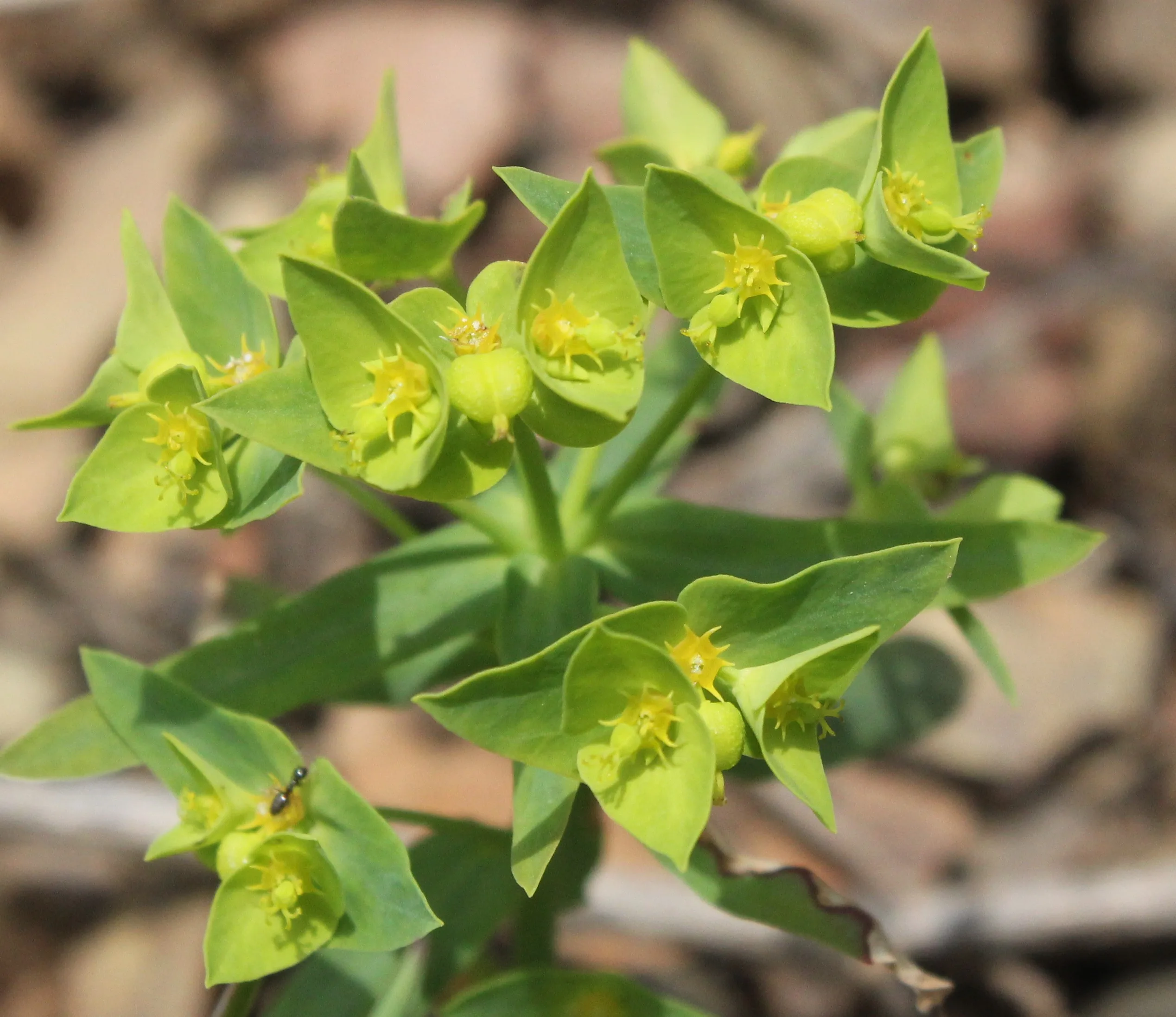 Euphorbia taurinensis