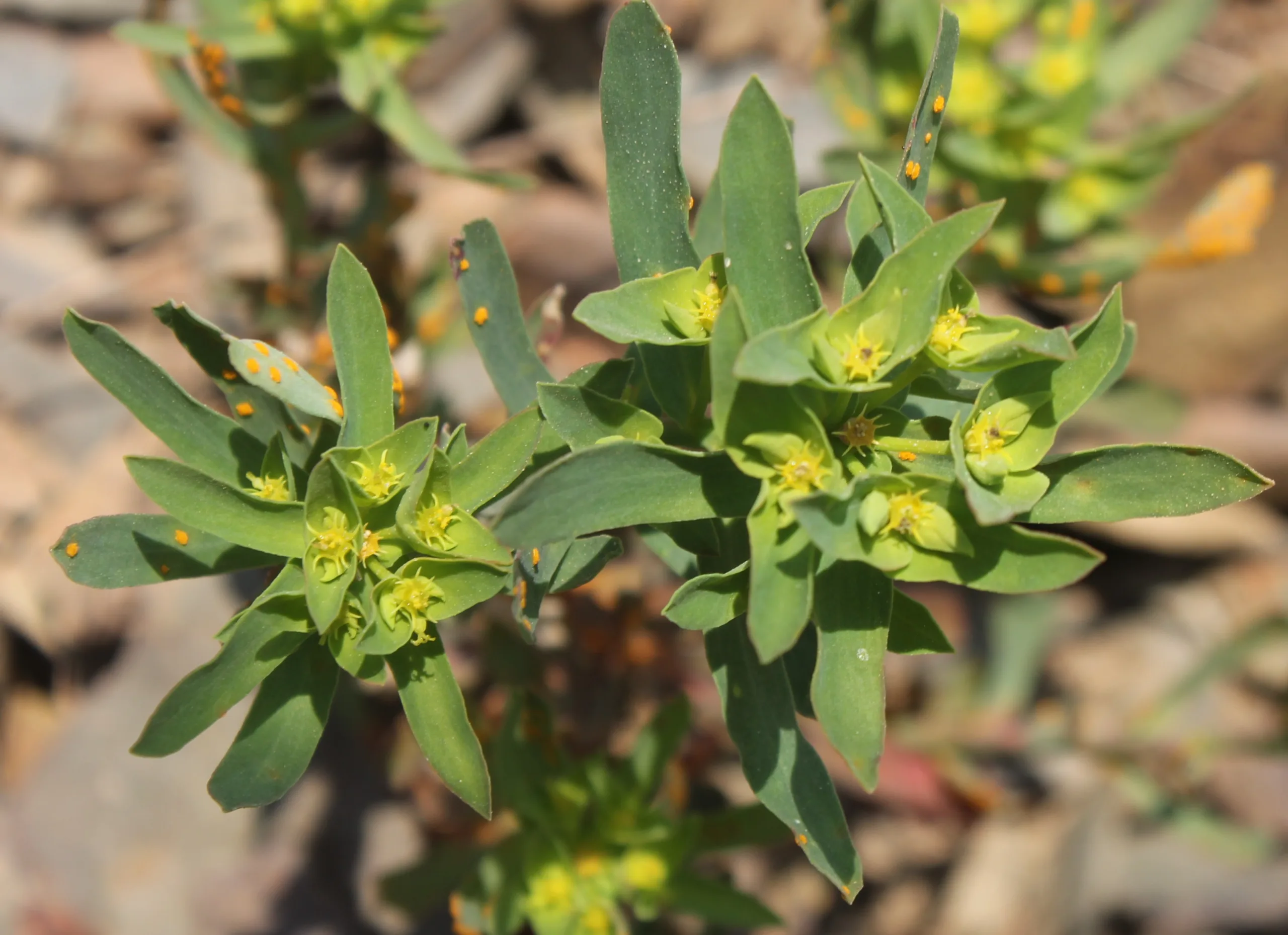 Euphorbia taurinensis