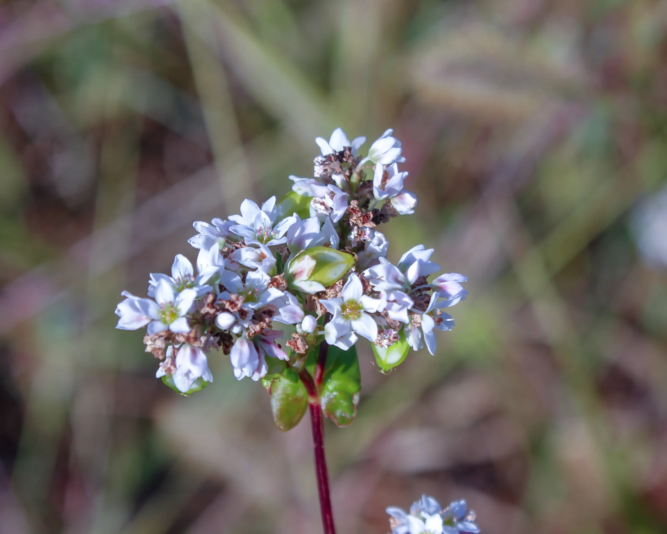 Fagopyrum esculentum