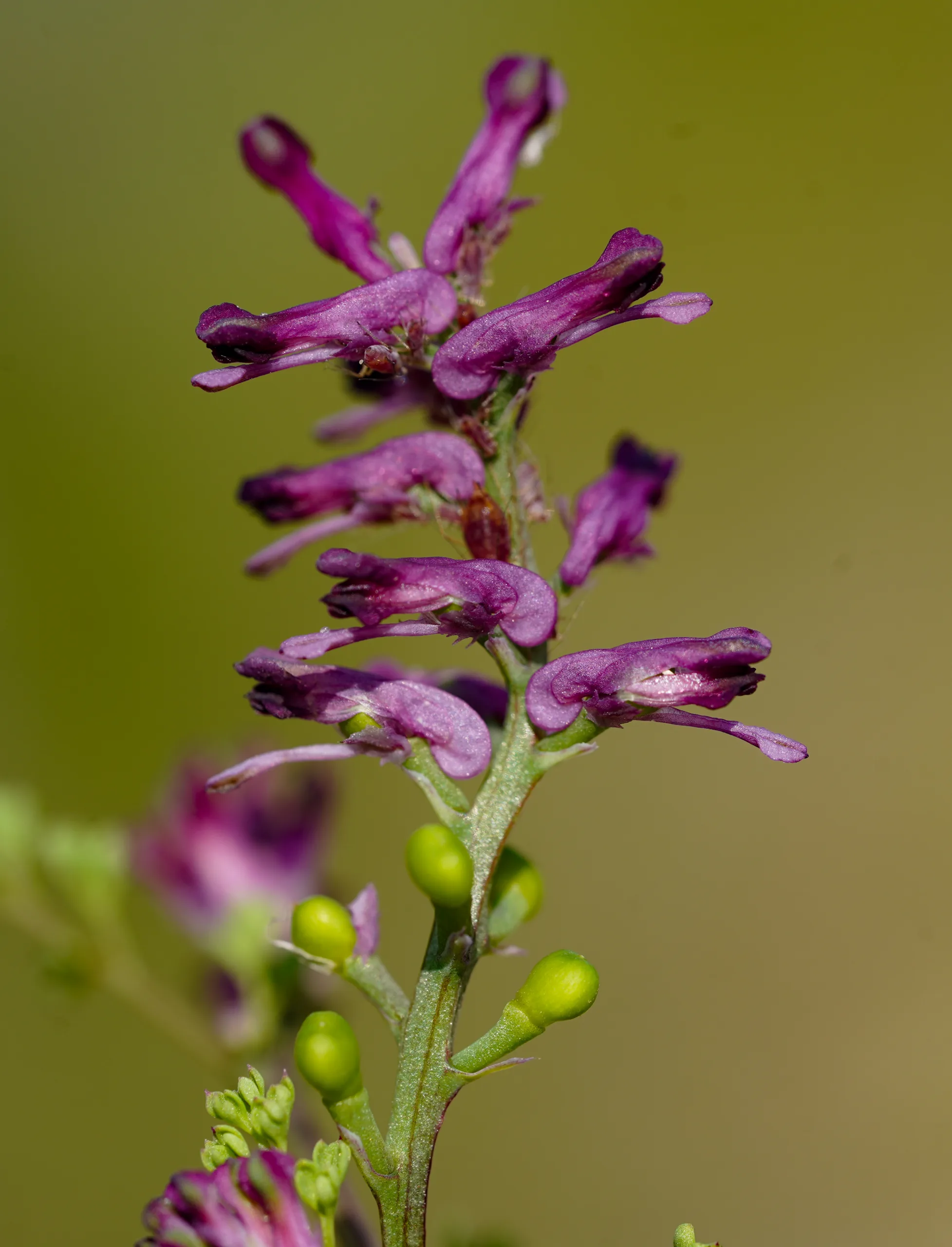 Fumaria officinalis