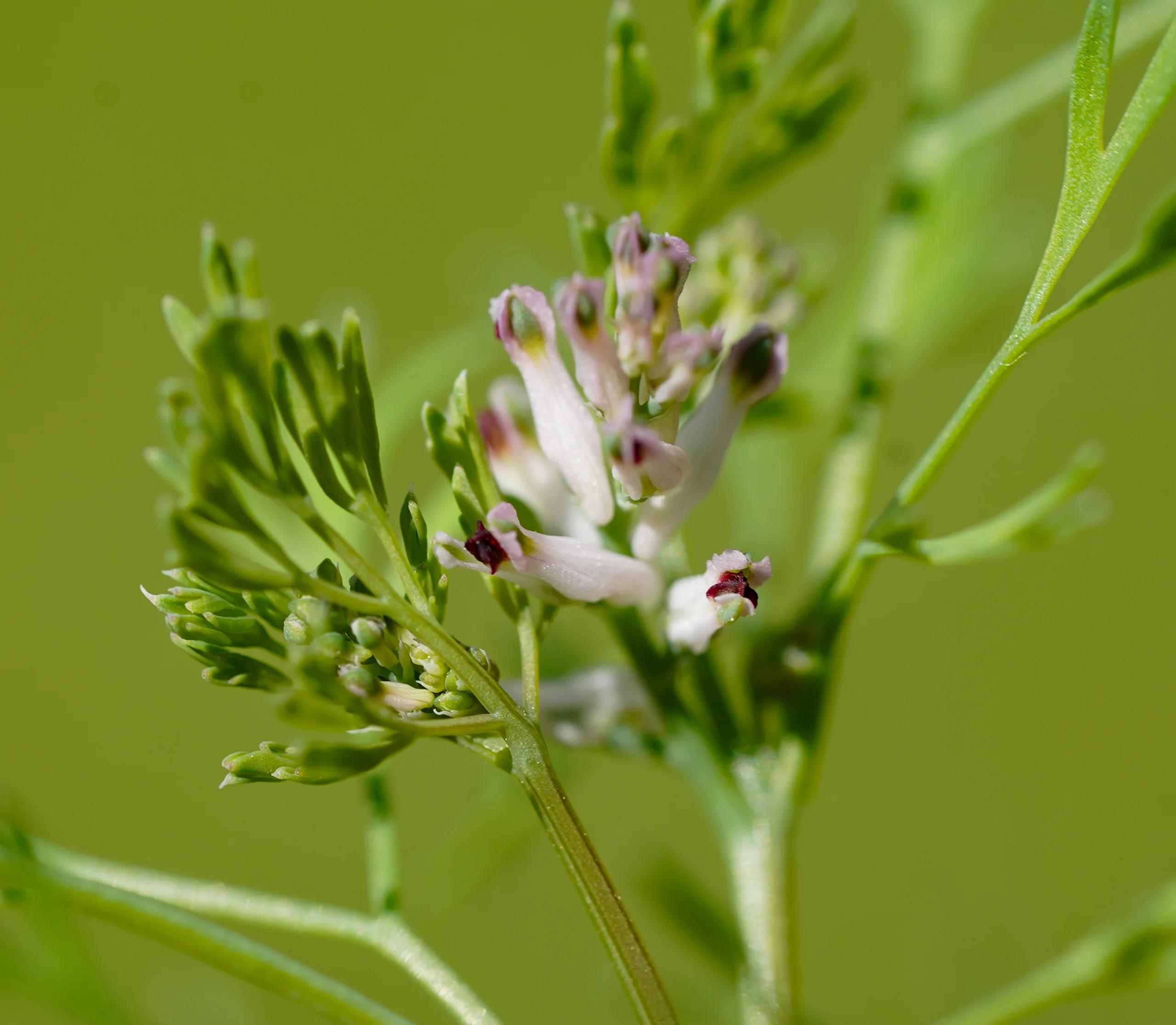 Fumaria parviflora