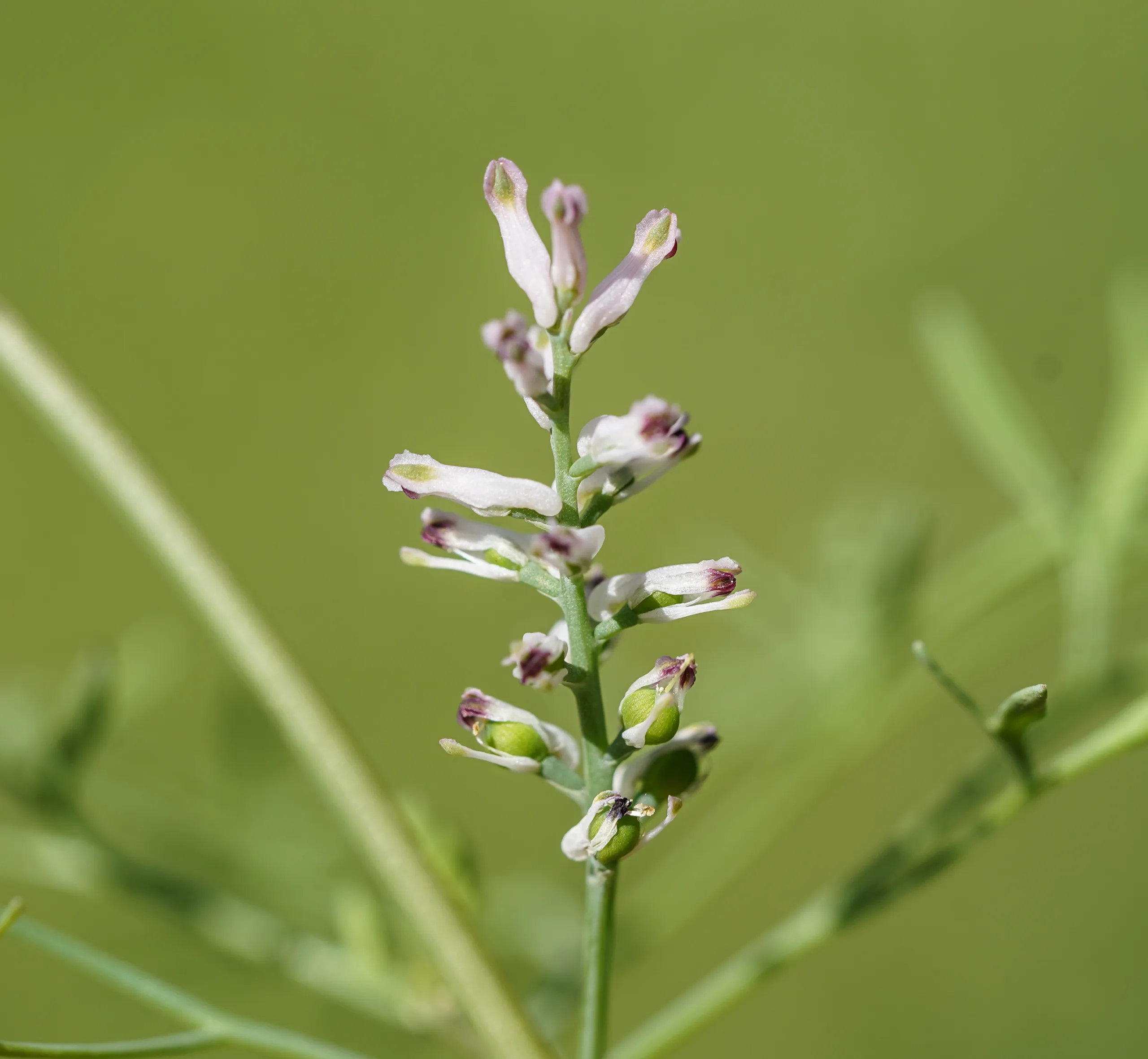 Fumaria parviflora