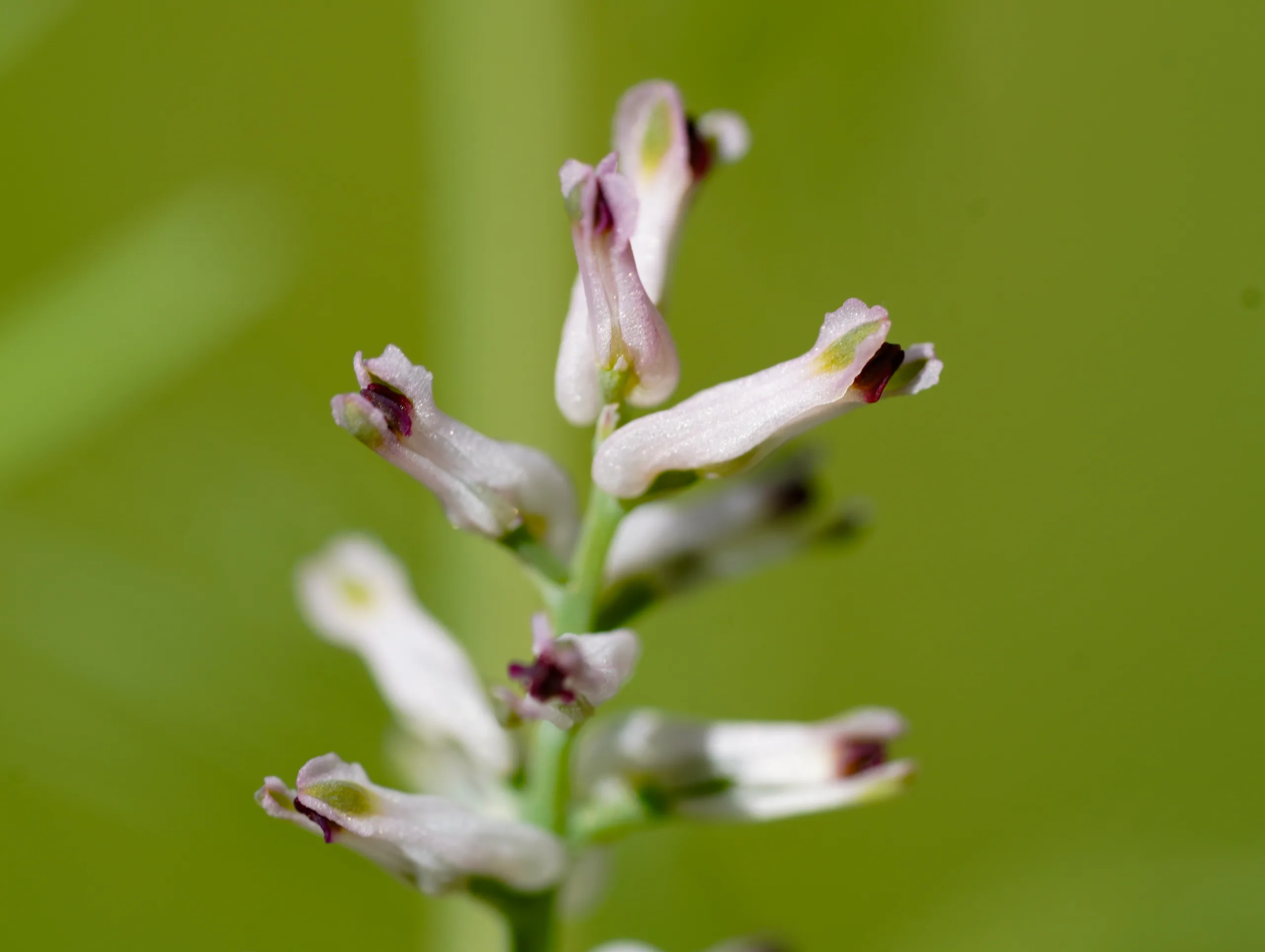 Fumaria parviflora