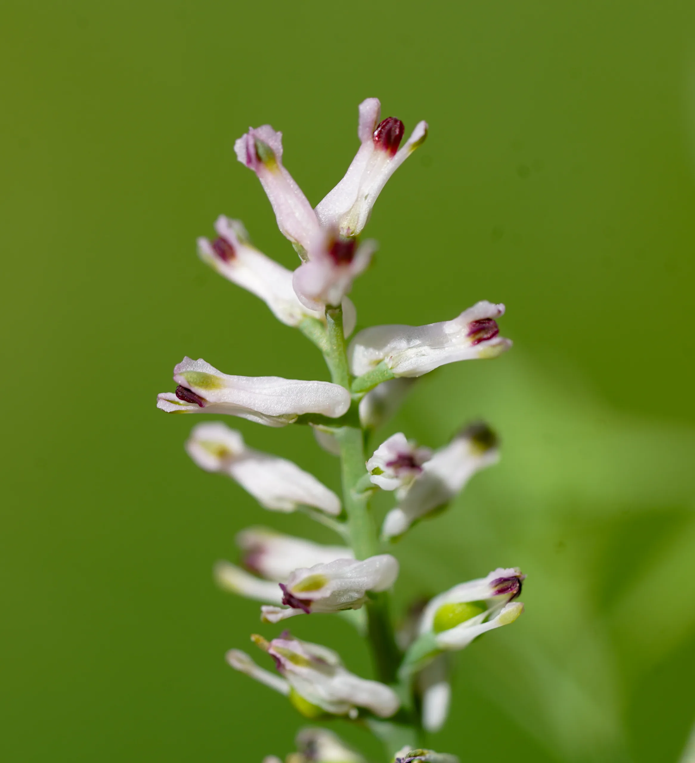 Fumaria parviflora
