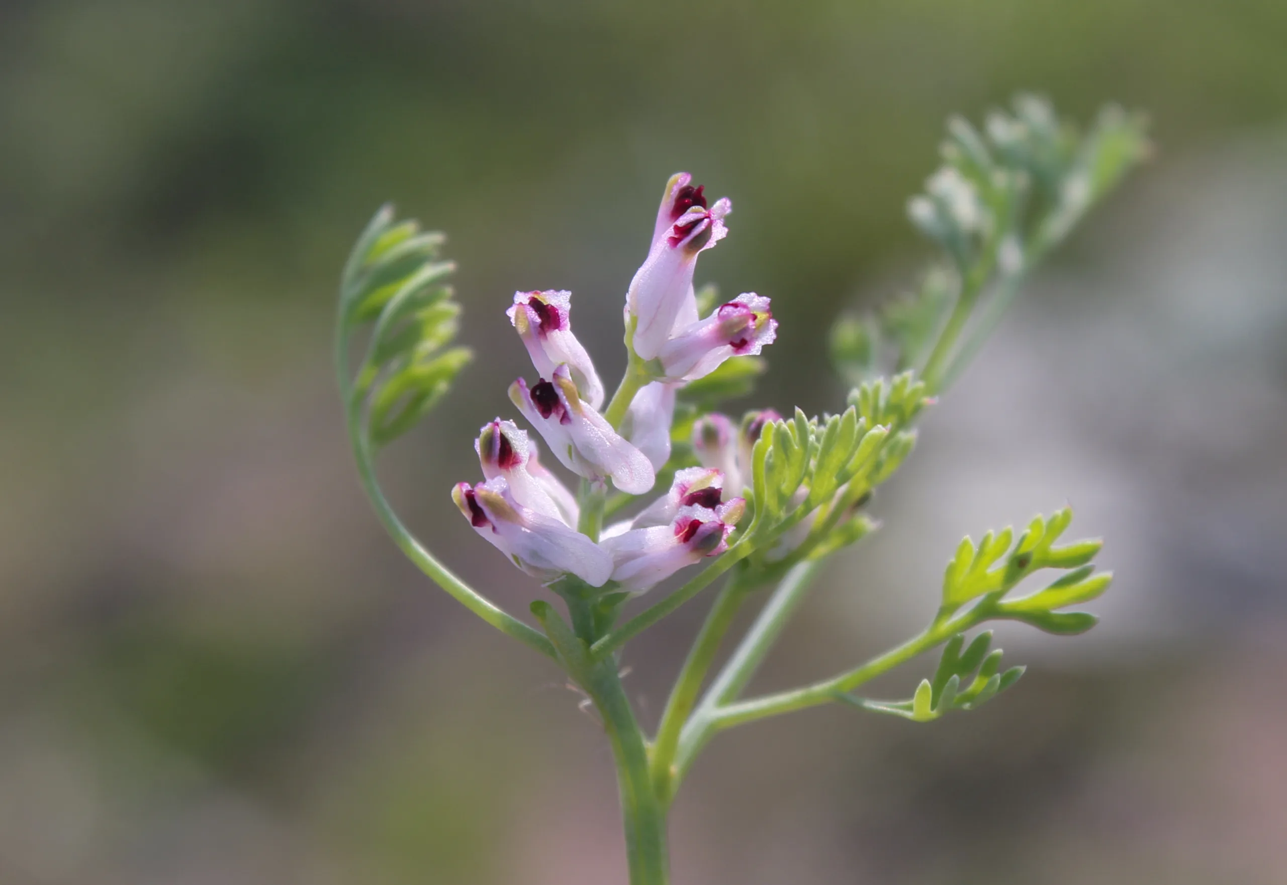 Fumaria parviflora (Tarla şahteresi)