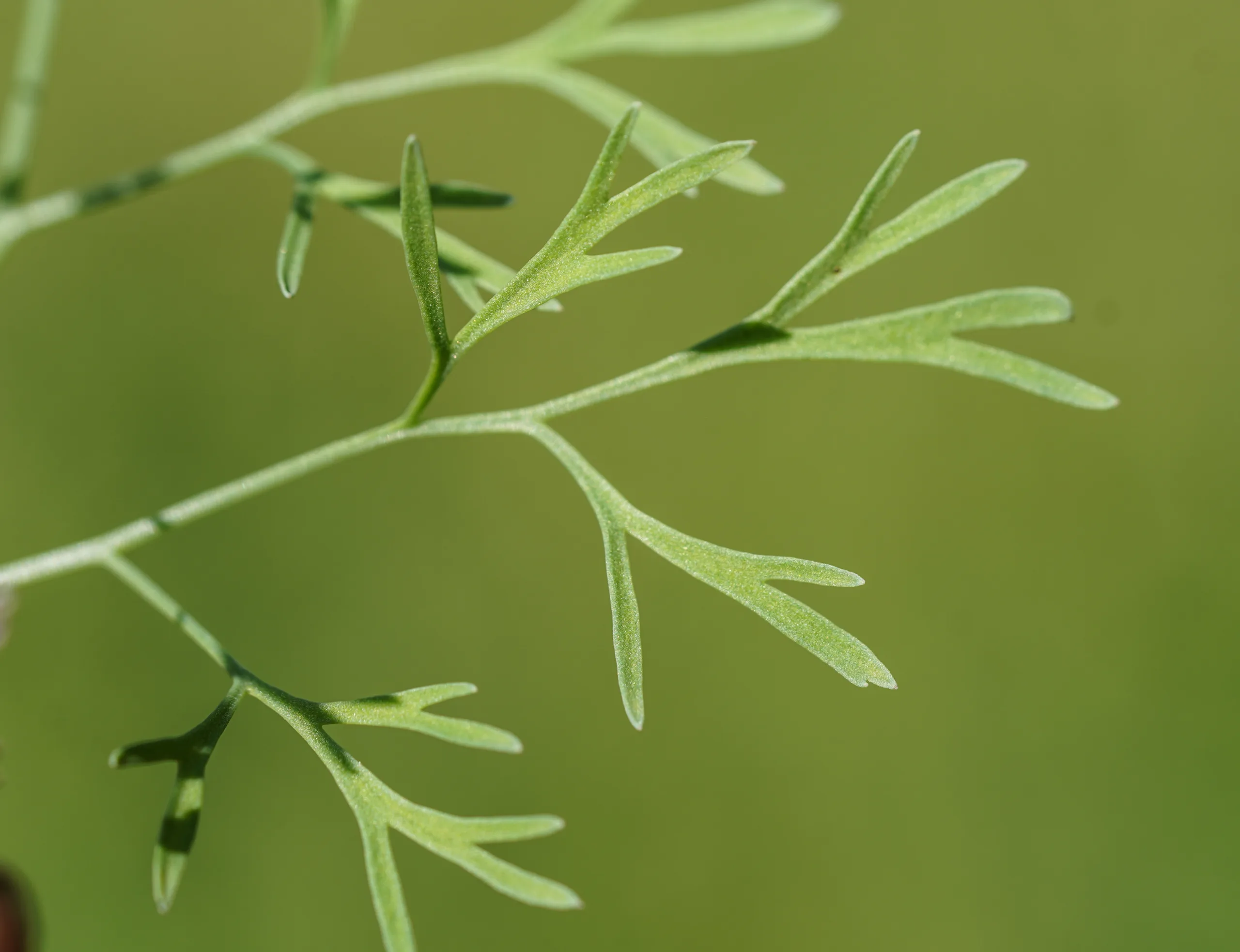 Fumaria parviflora