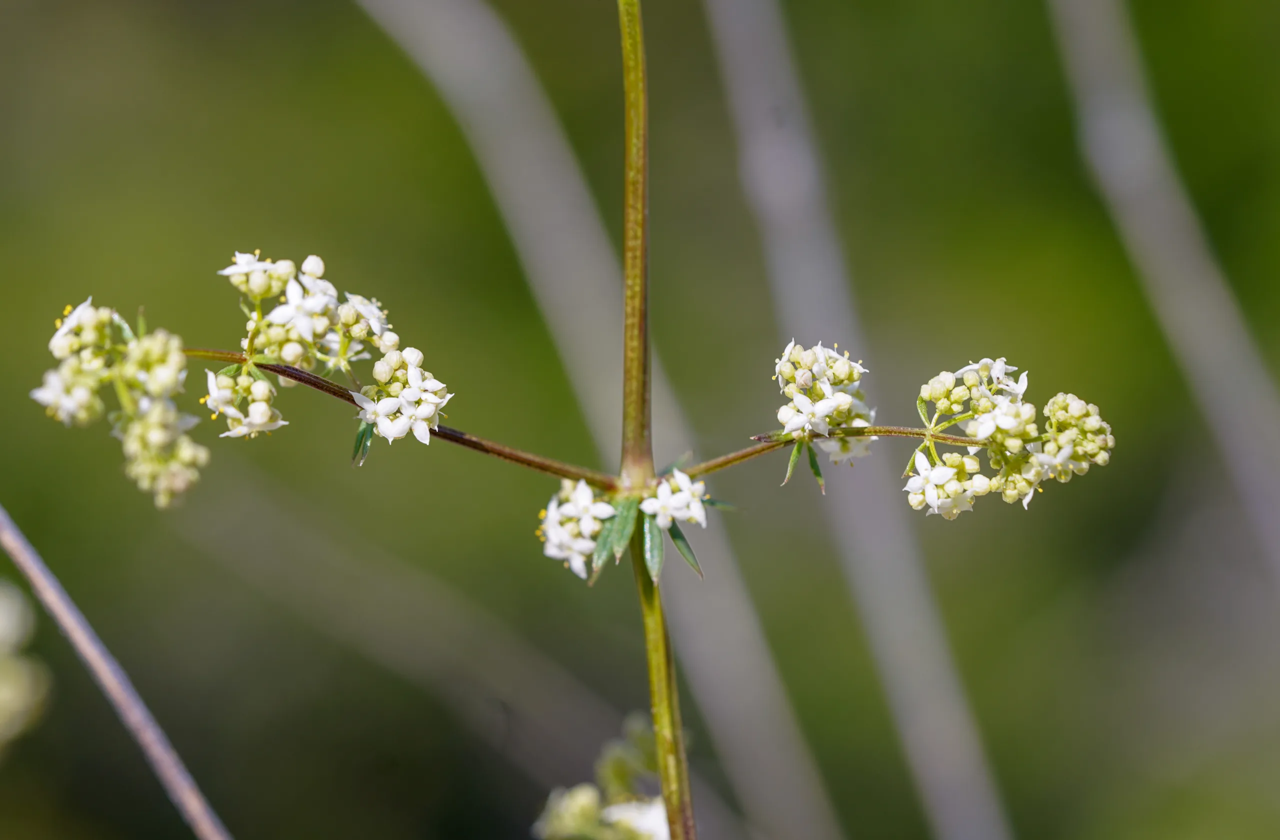Galium fissurense