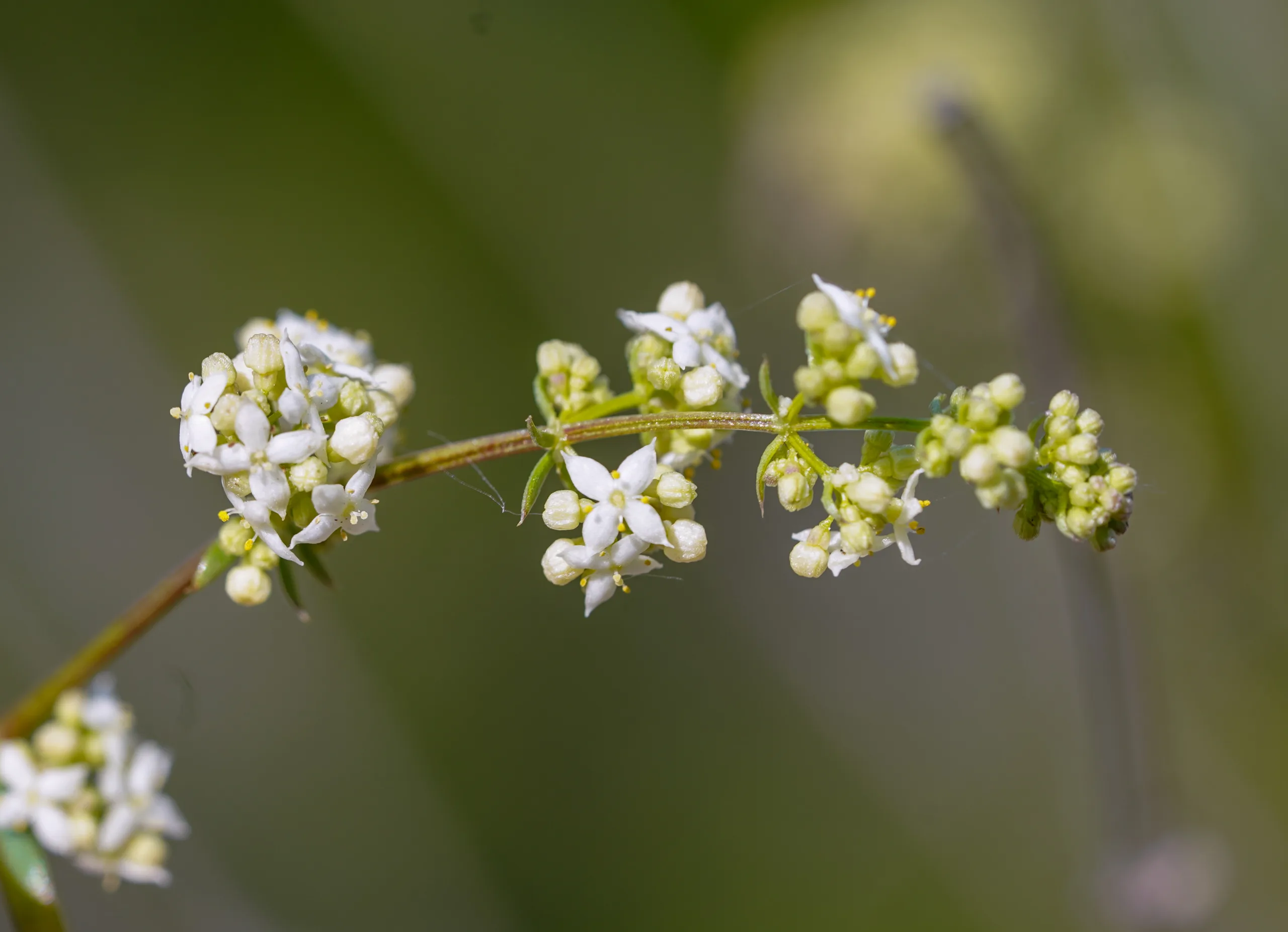 Galium fissurense (Yarık iplikçiği)