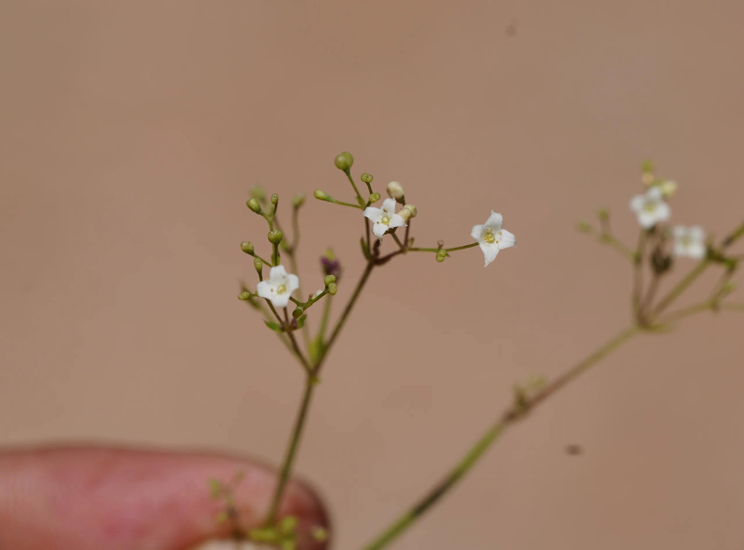 Galium paschale