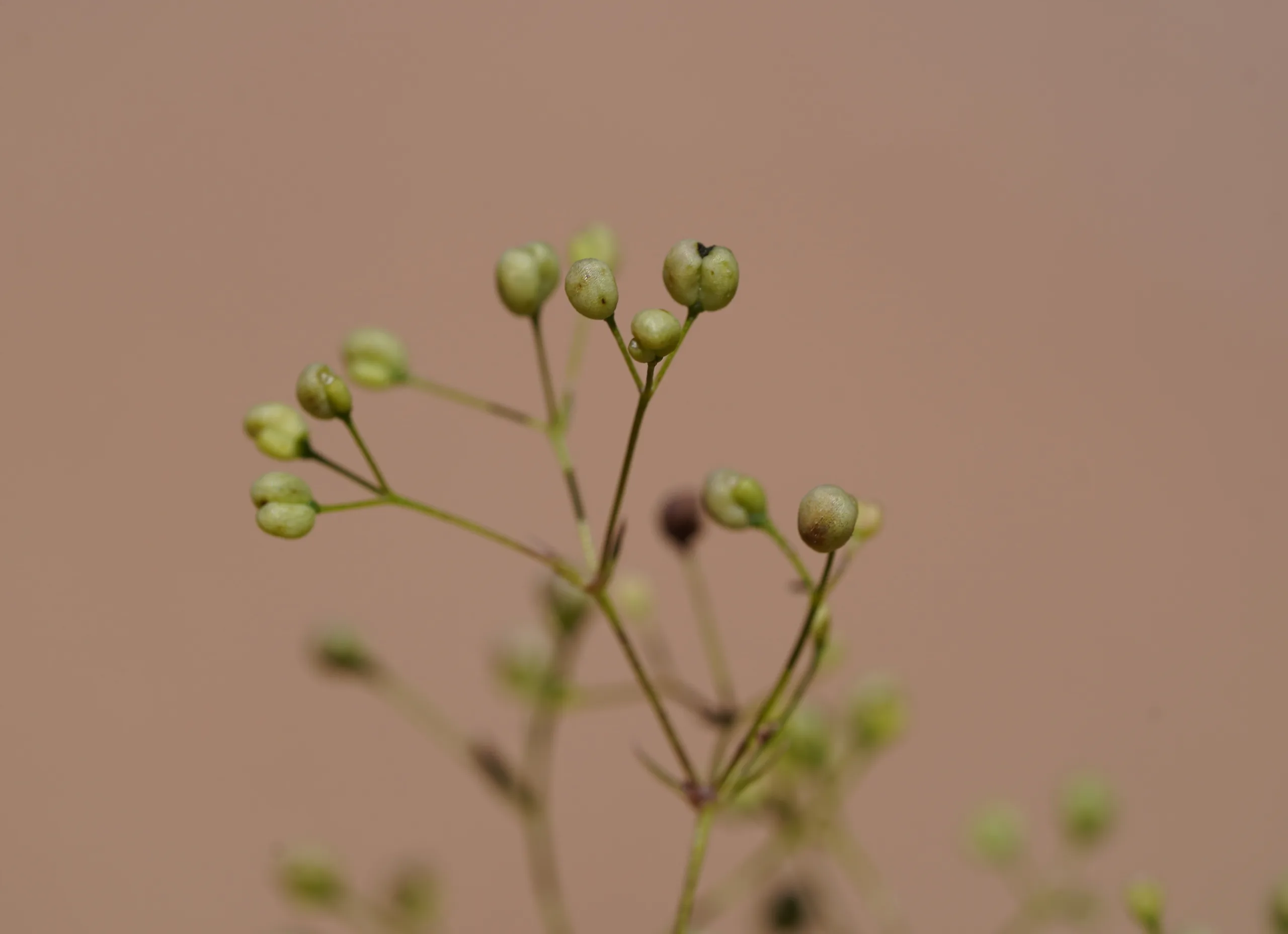 Galium paschale