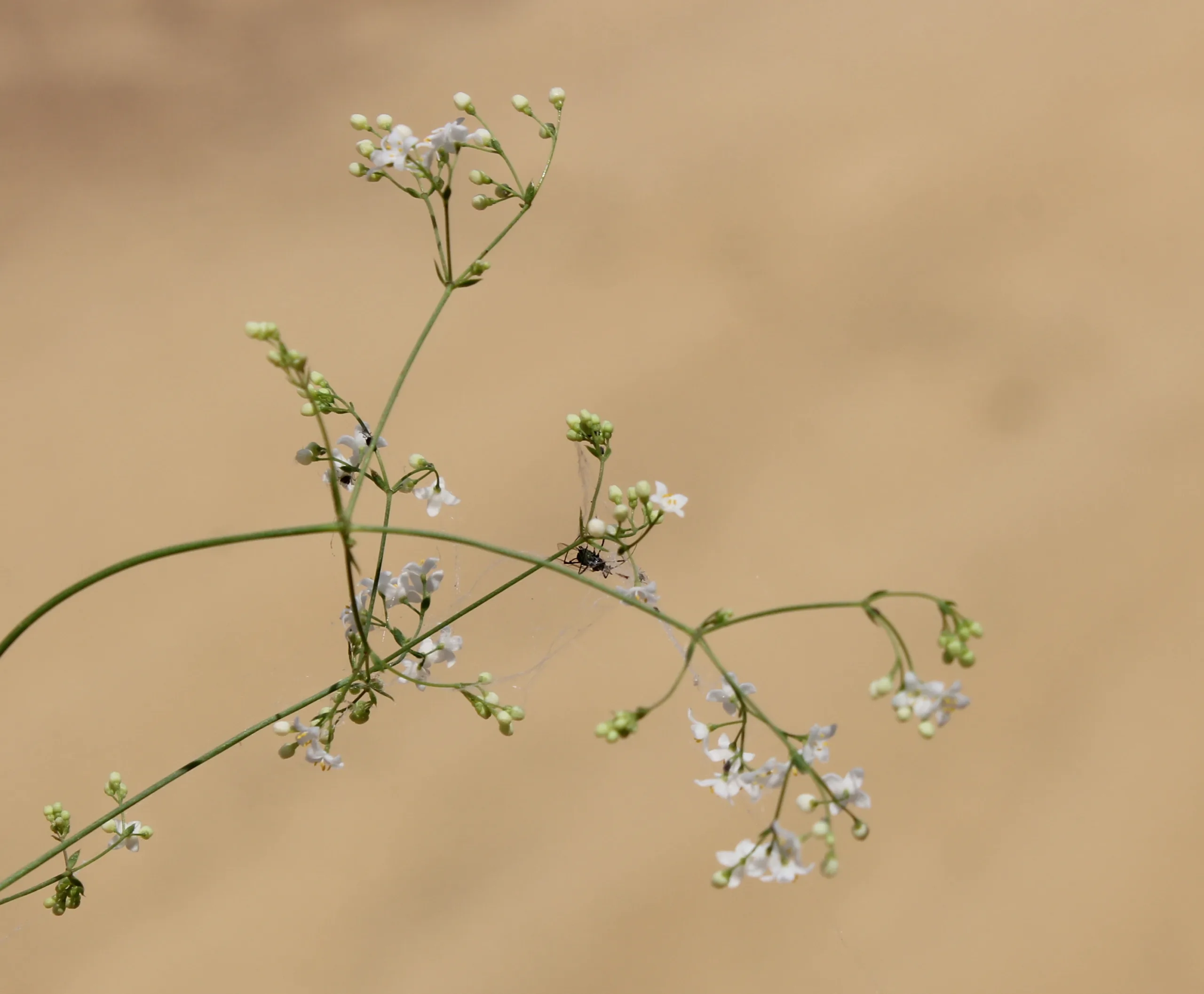 Galium paschale